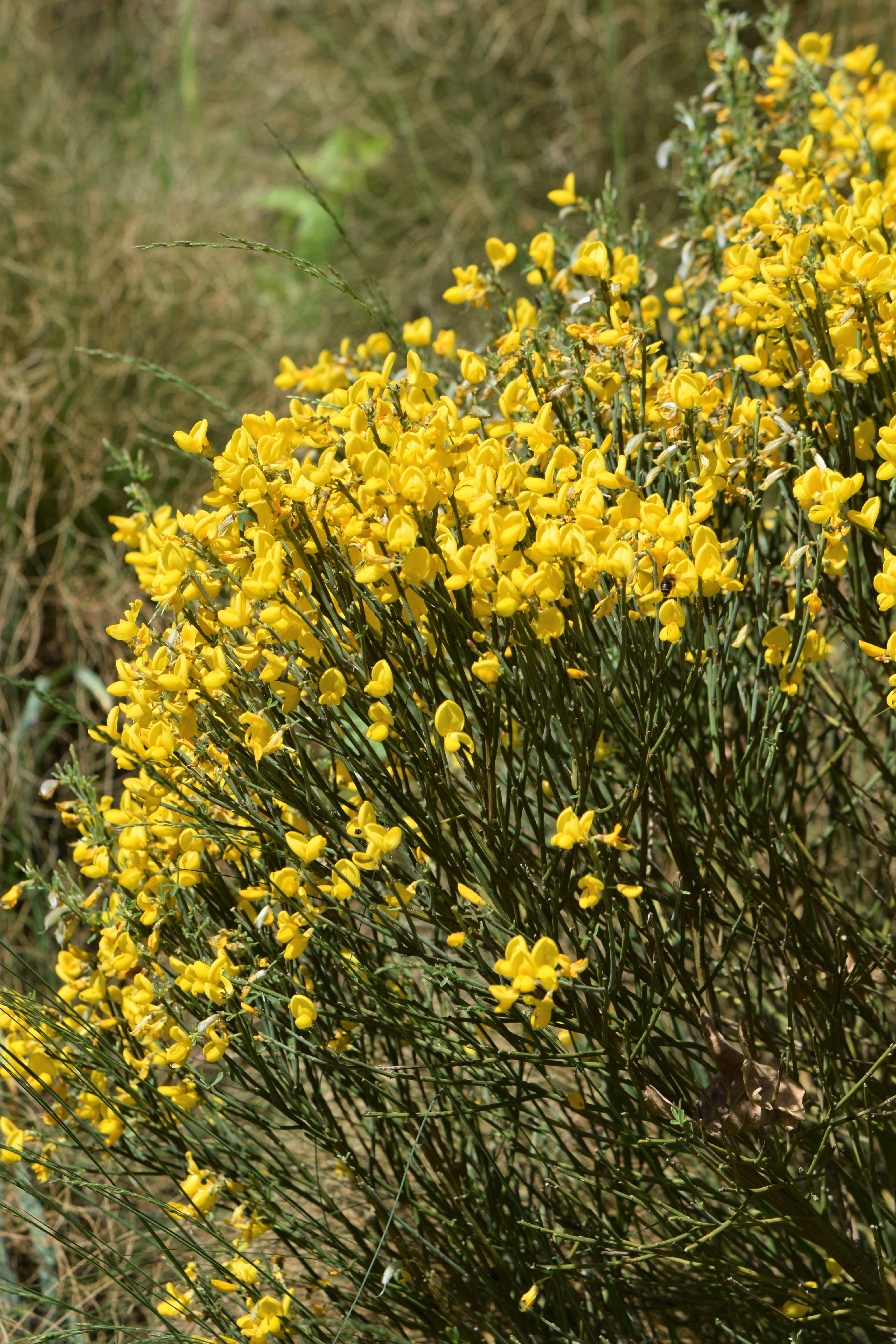 Cytisus oromediterraneus fruit identification view