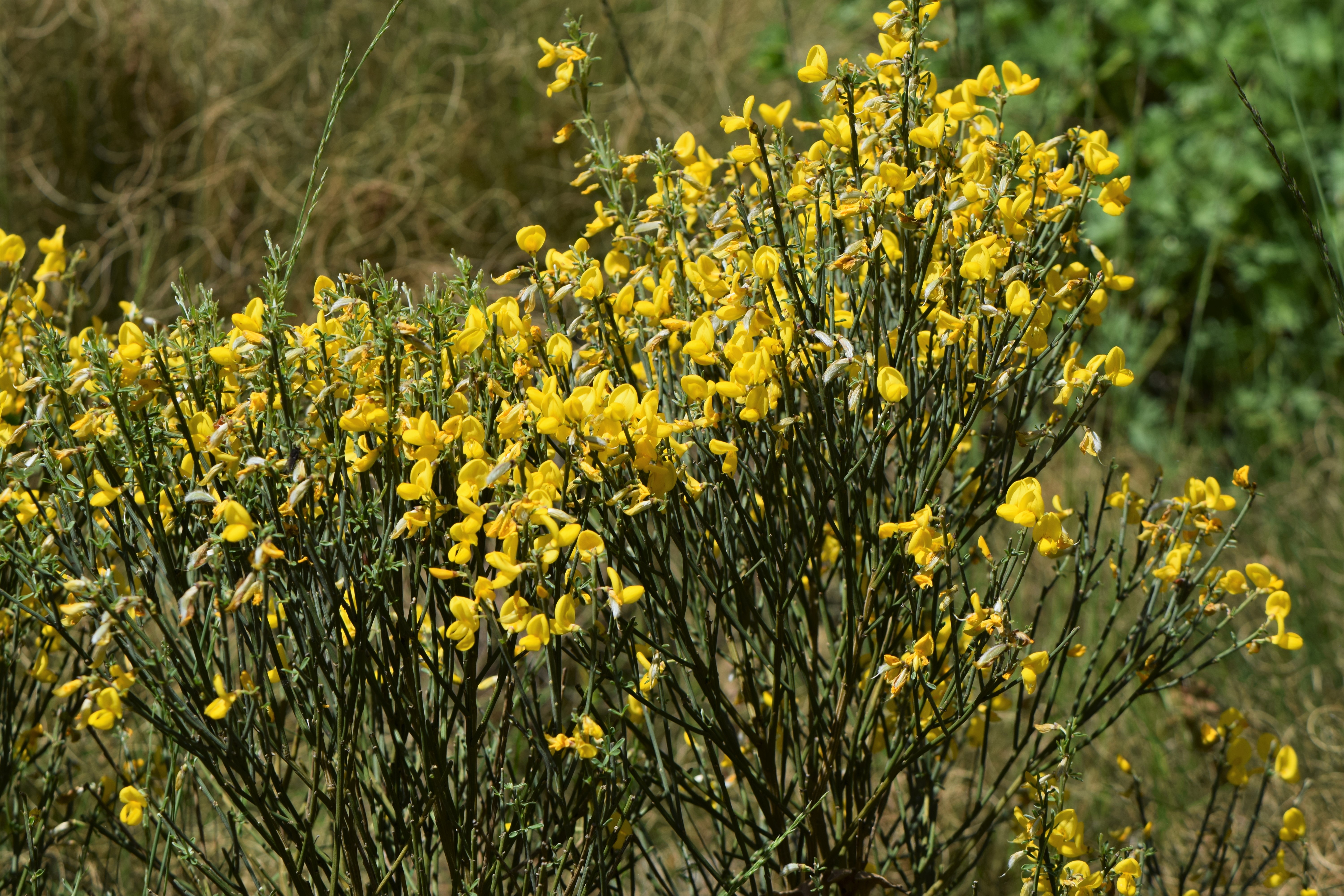 Cytisus oromediterraneus stem identification view