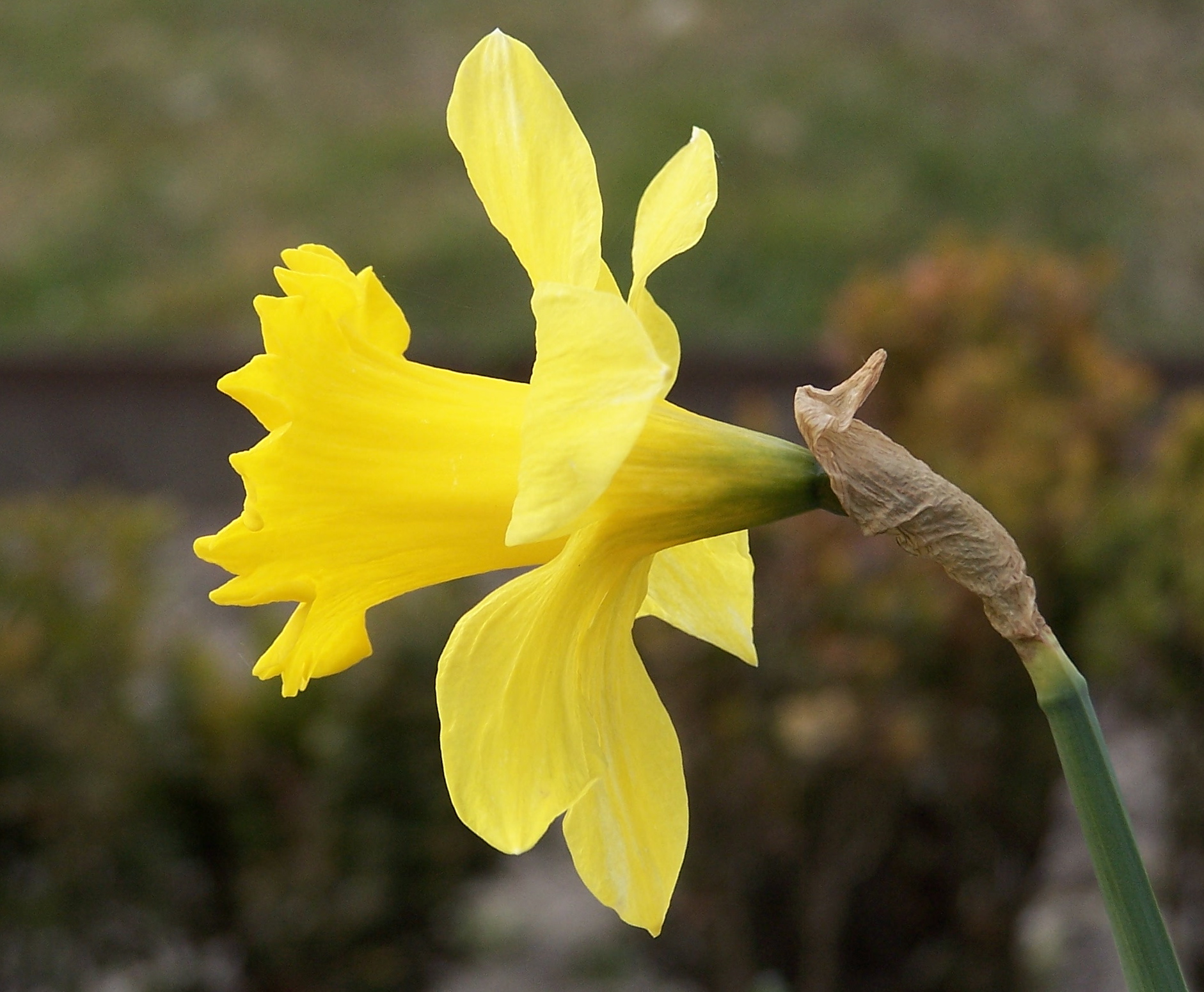 Daffodil flower identification view