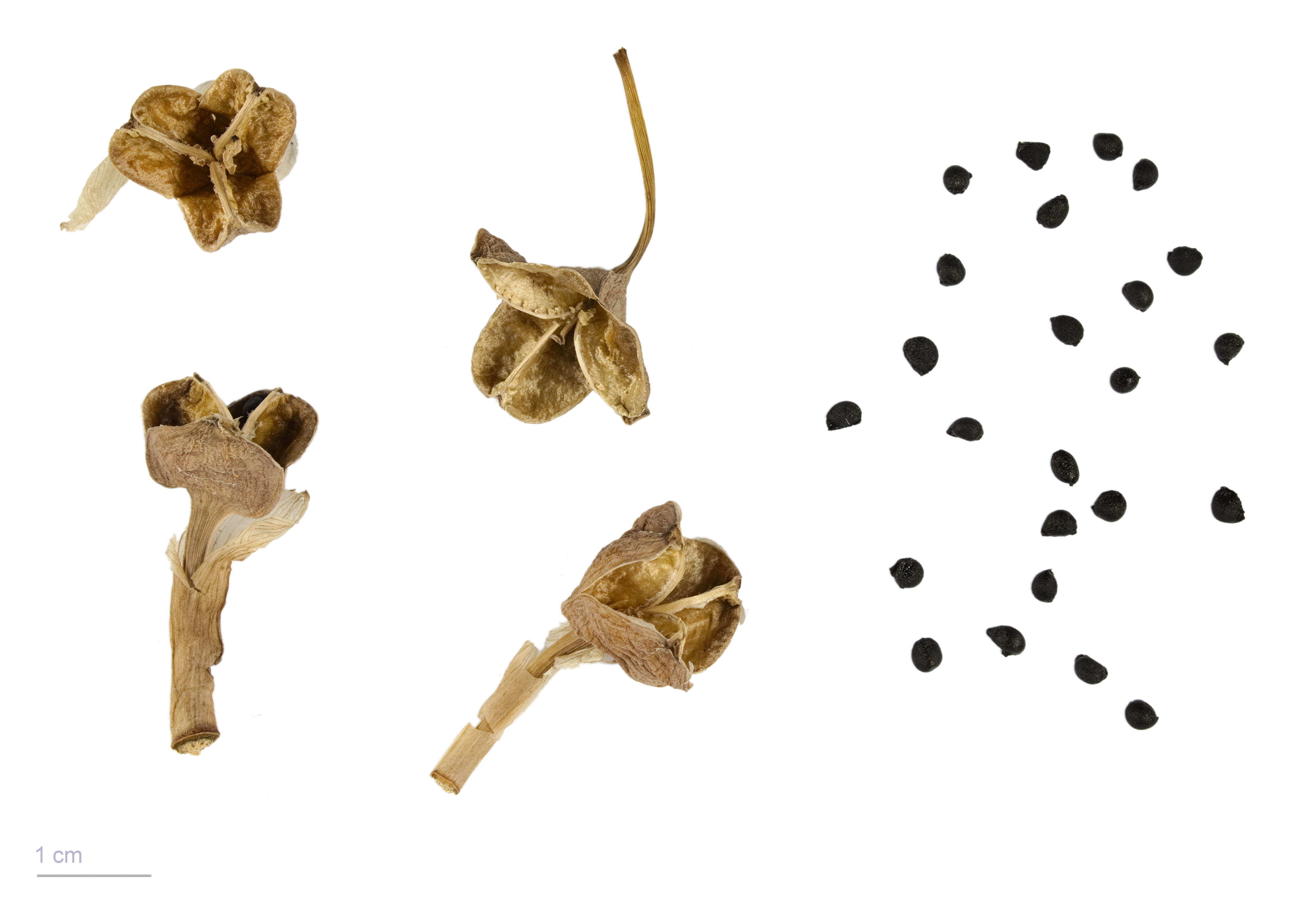 Daffodil fruit identification view