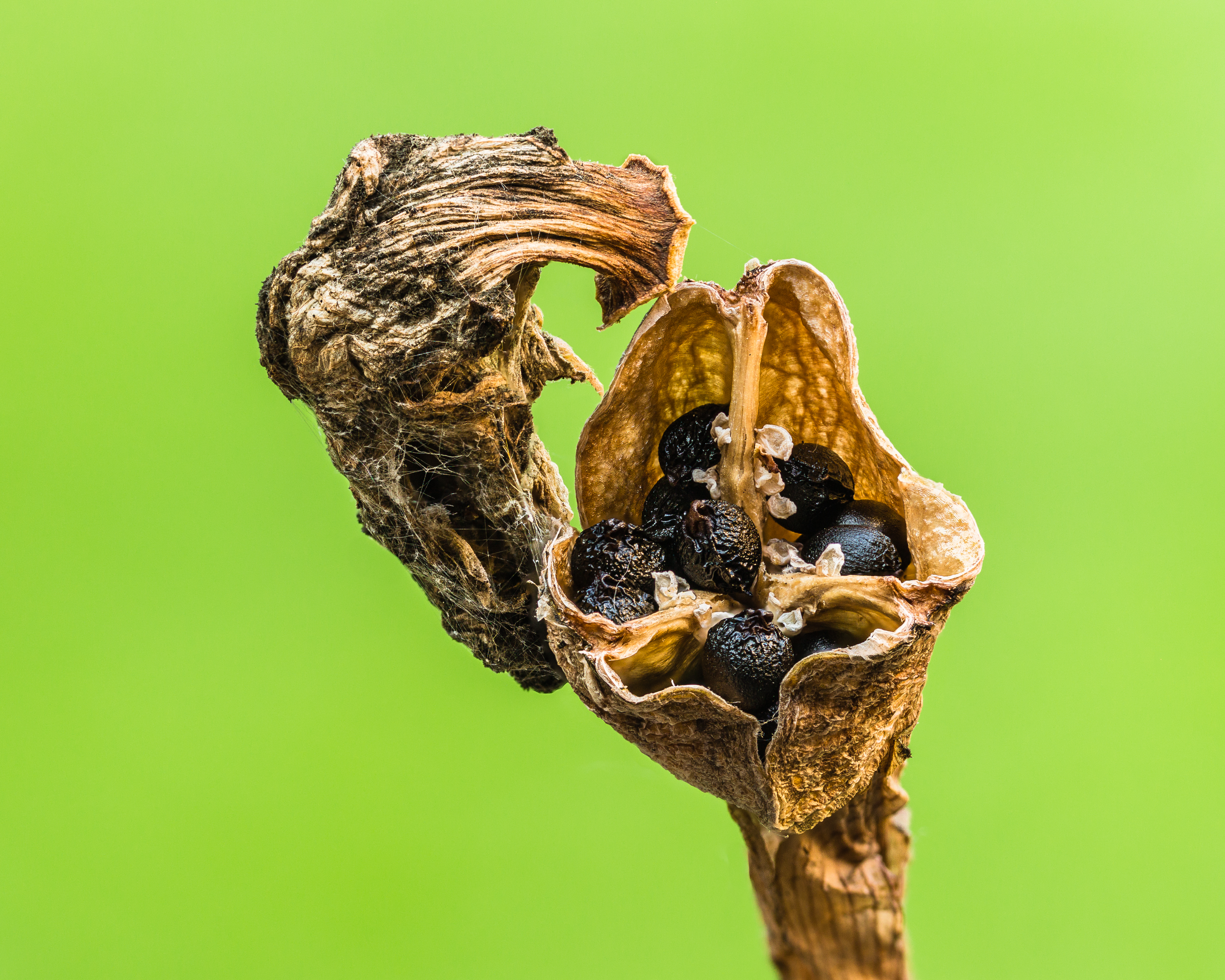 Daffodil plant identification view