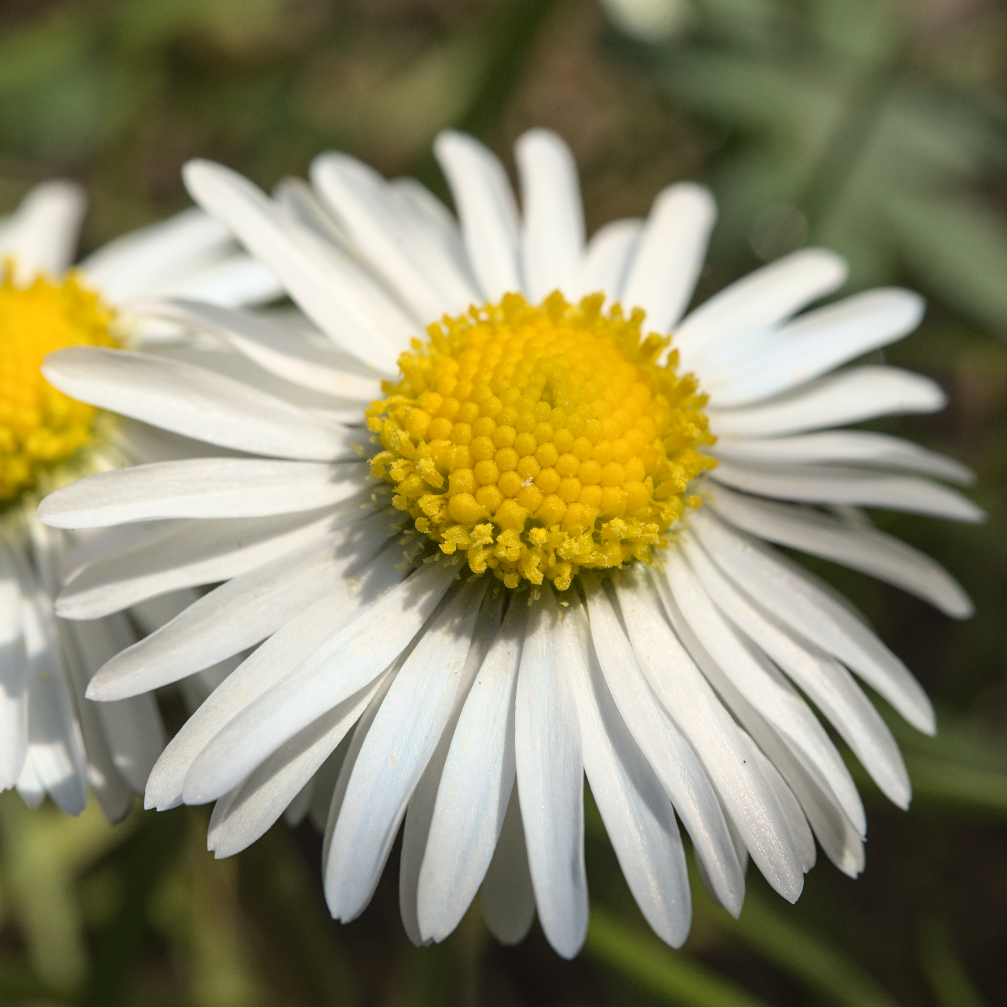 Daisy flower identification view