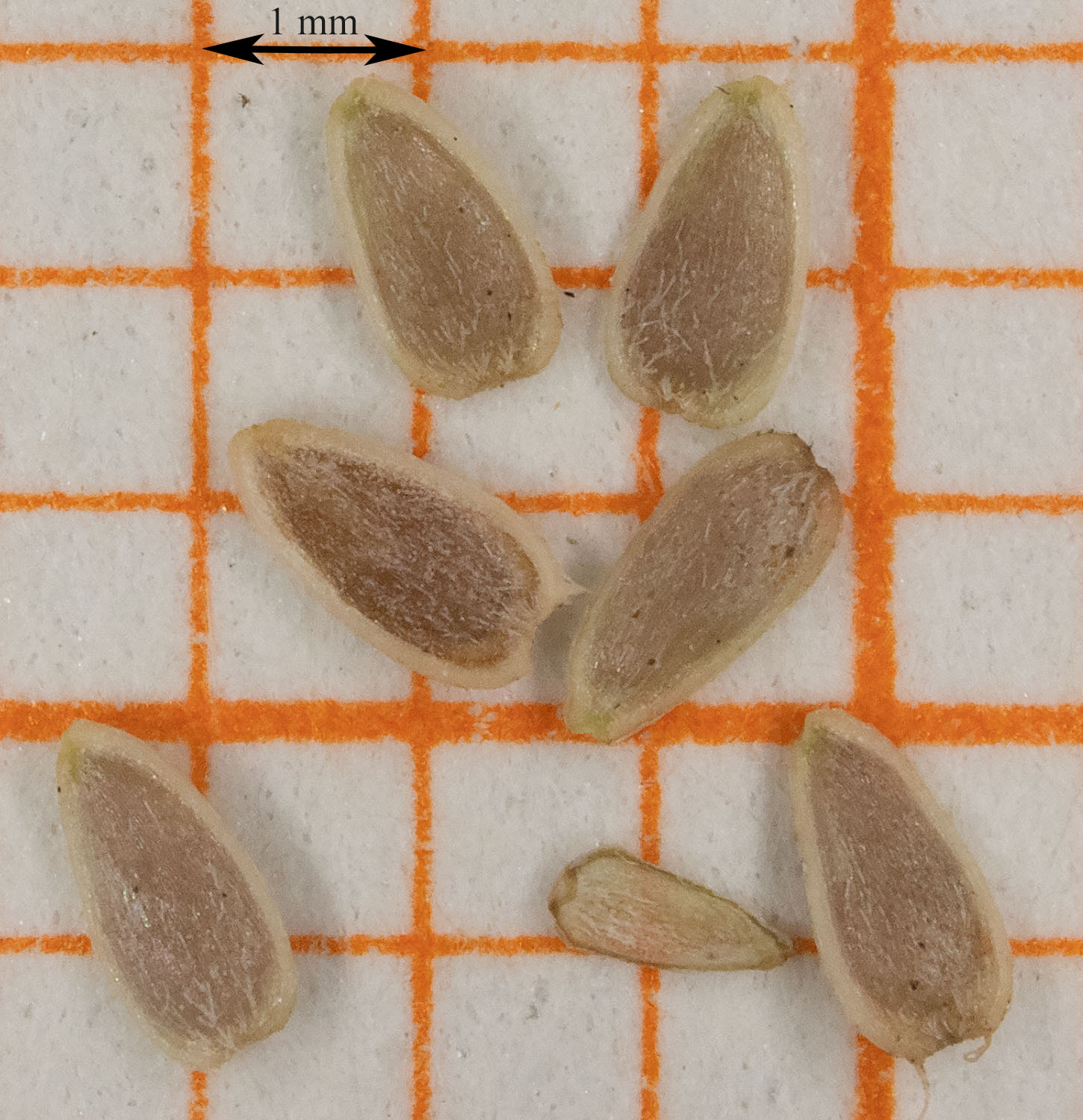 Daisy fruit identification view