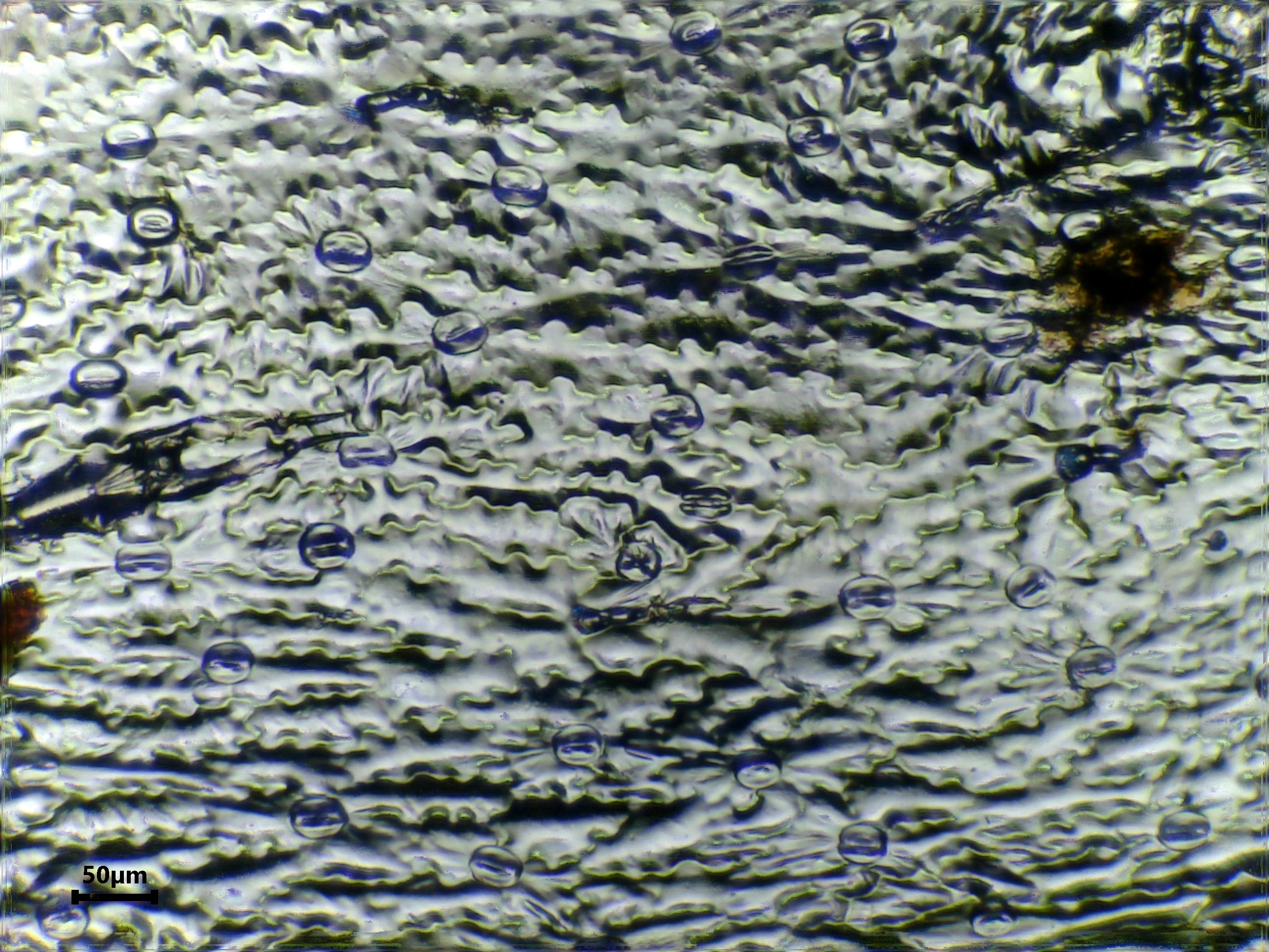 Daisy leaf identification view