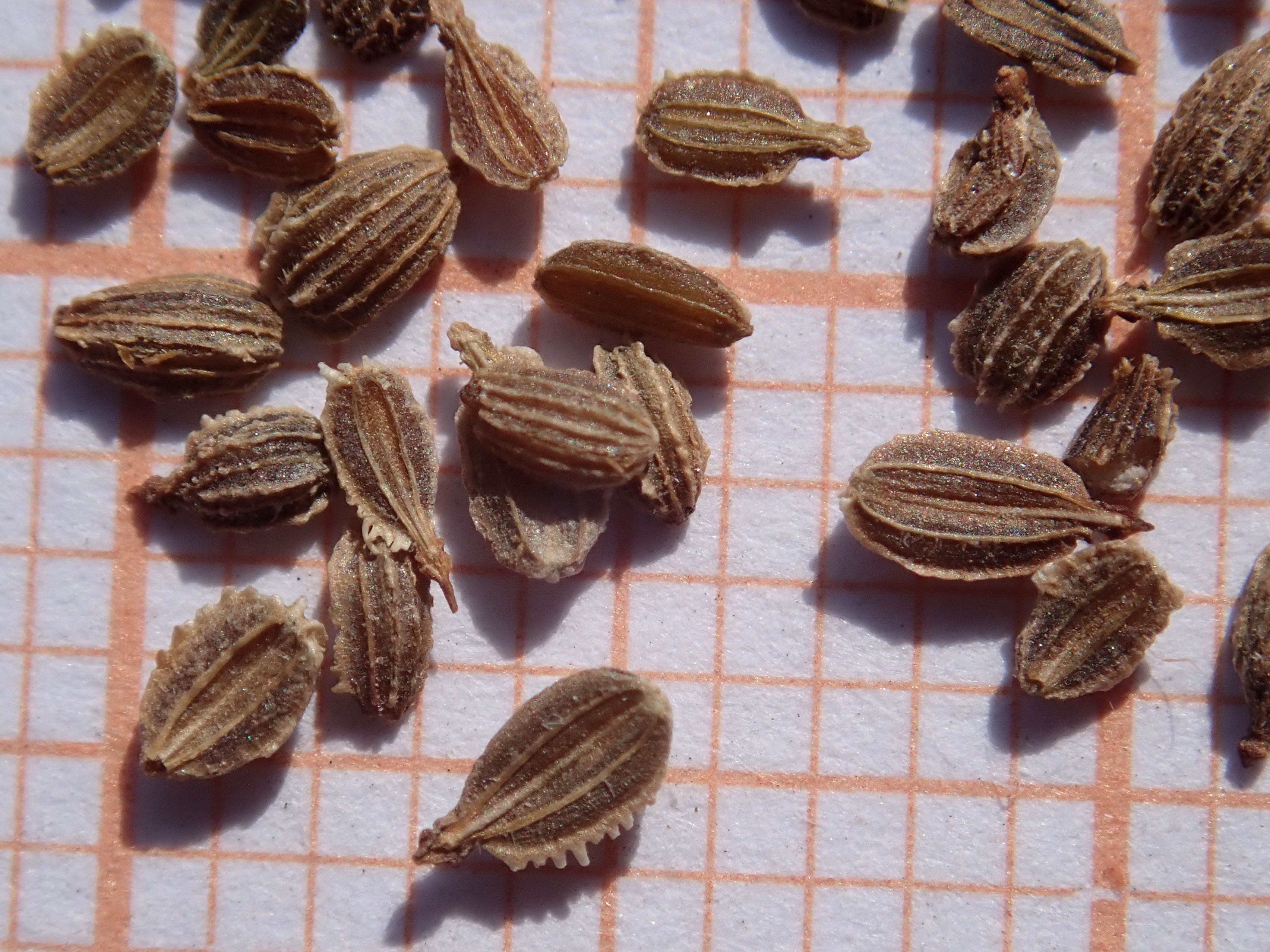 Danvers Carrot fruit identification view