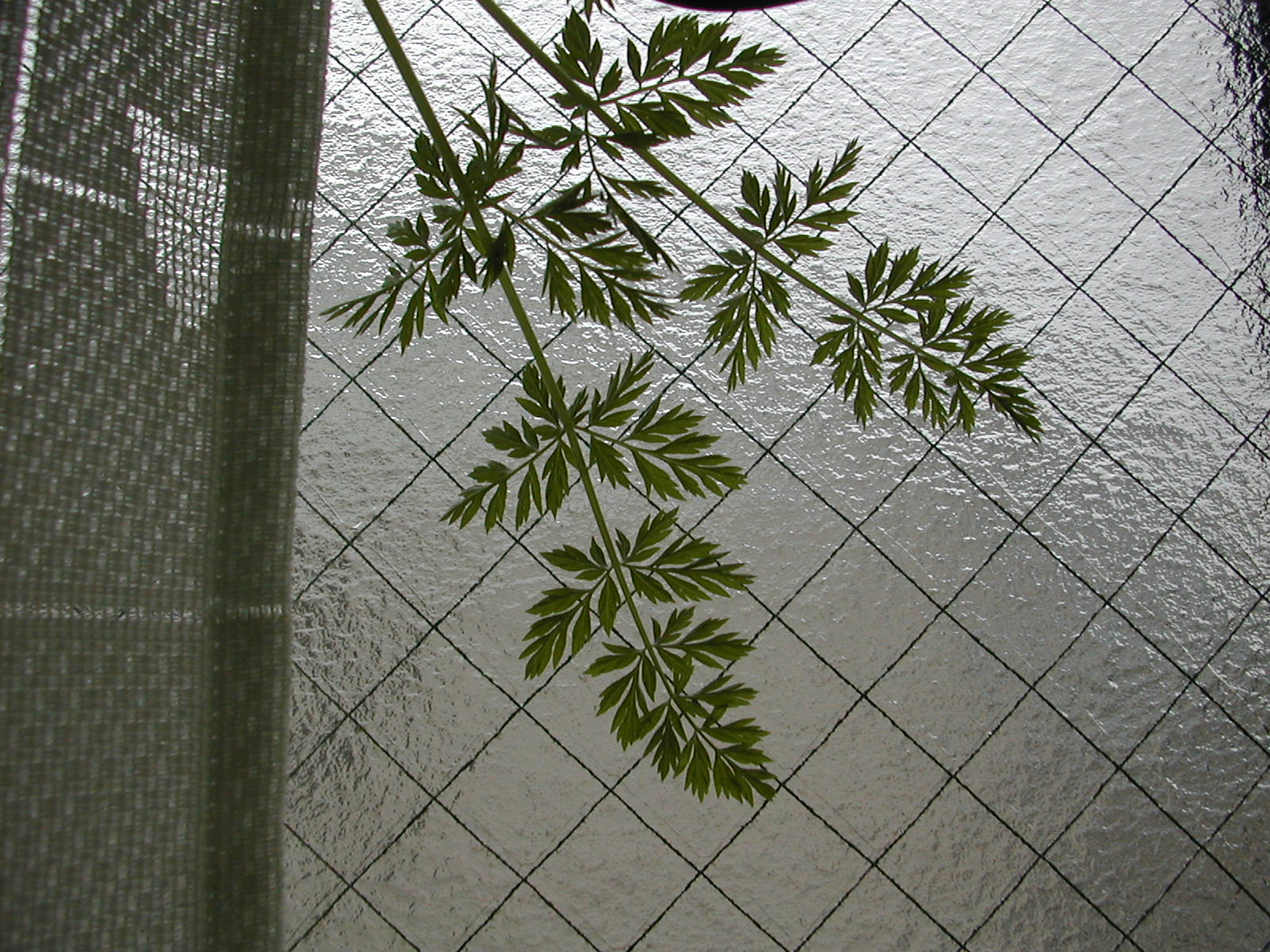 Danvers Carrot leaf identification view