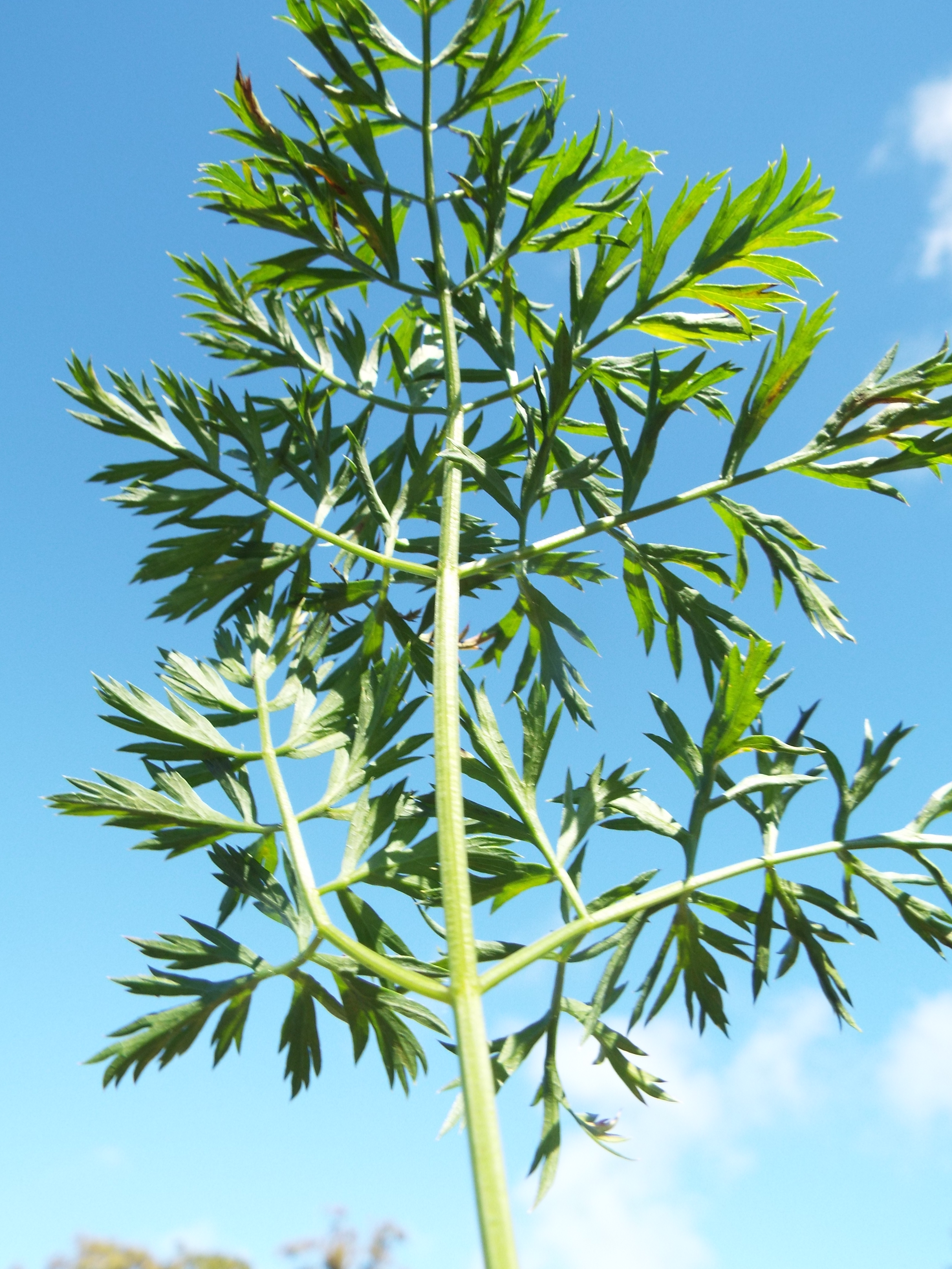 Danvers Carrot plant identification view