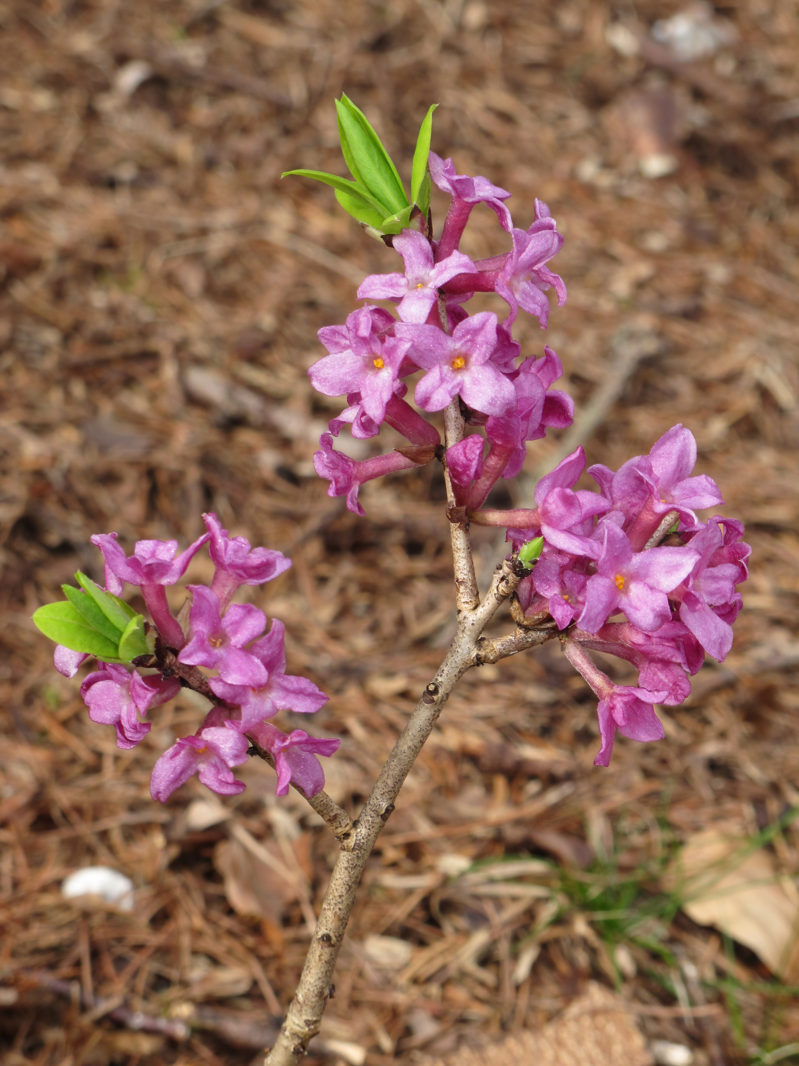 Daphne (plant) flower identification view