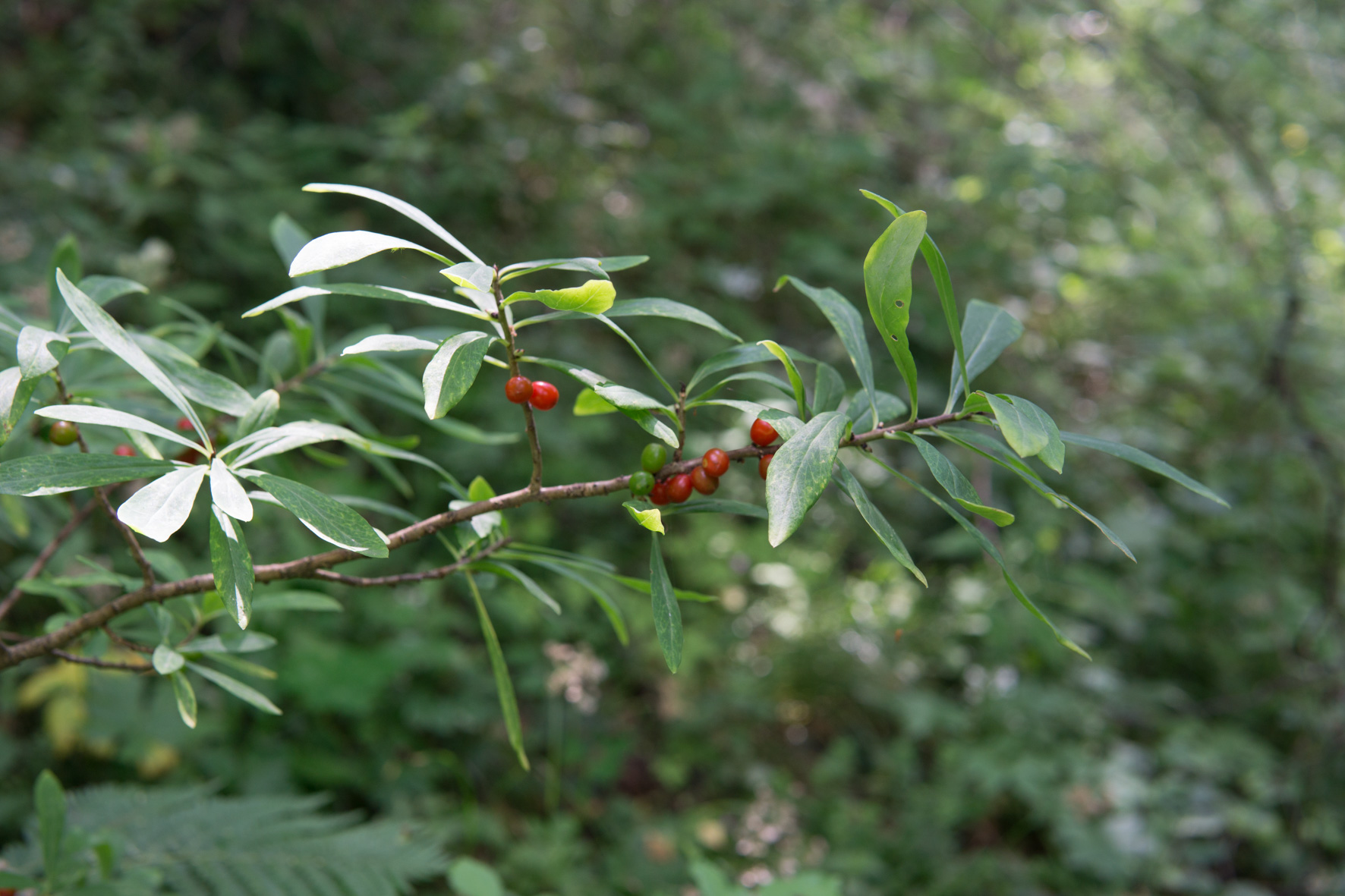 Daphne (plant) fruit identification view