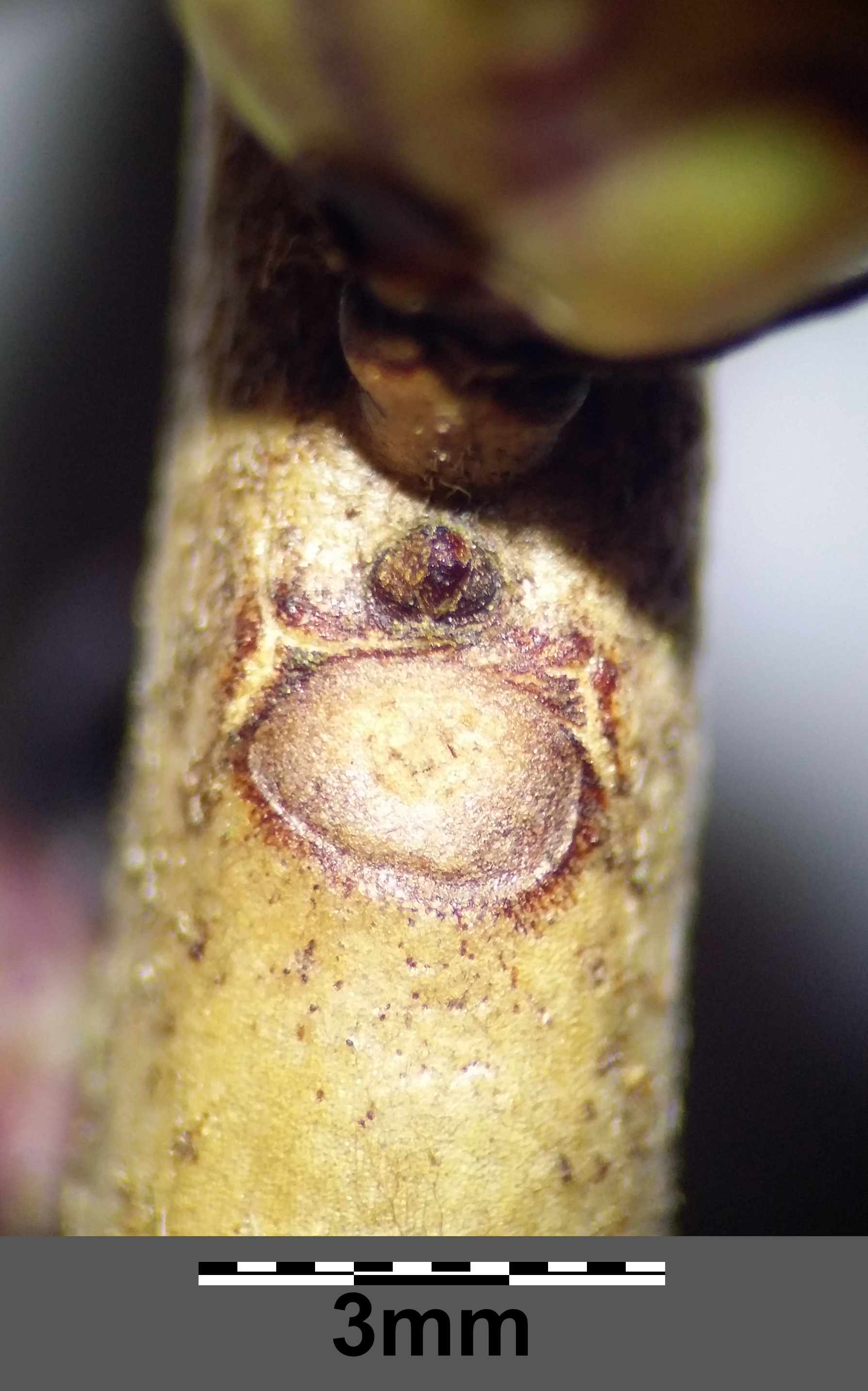 Daphne (plant) leaf identification view