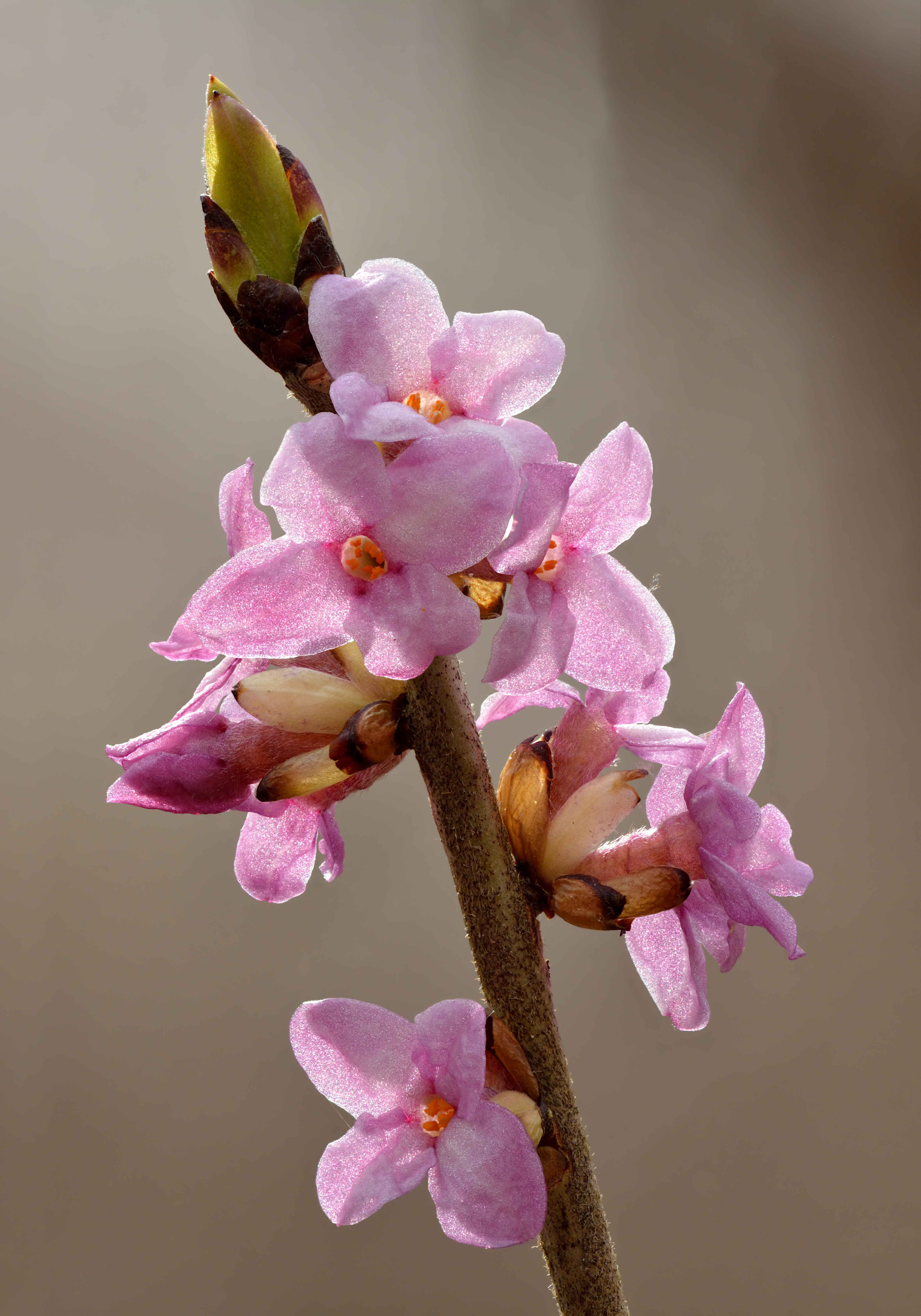 Daphne (plant) plant identification view