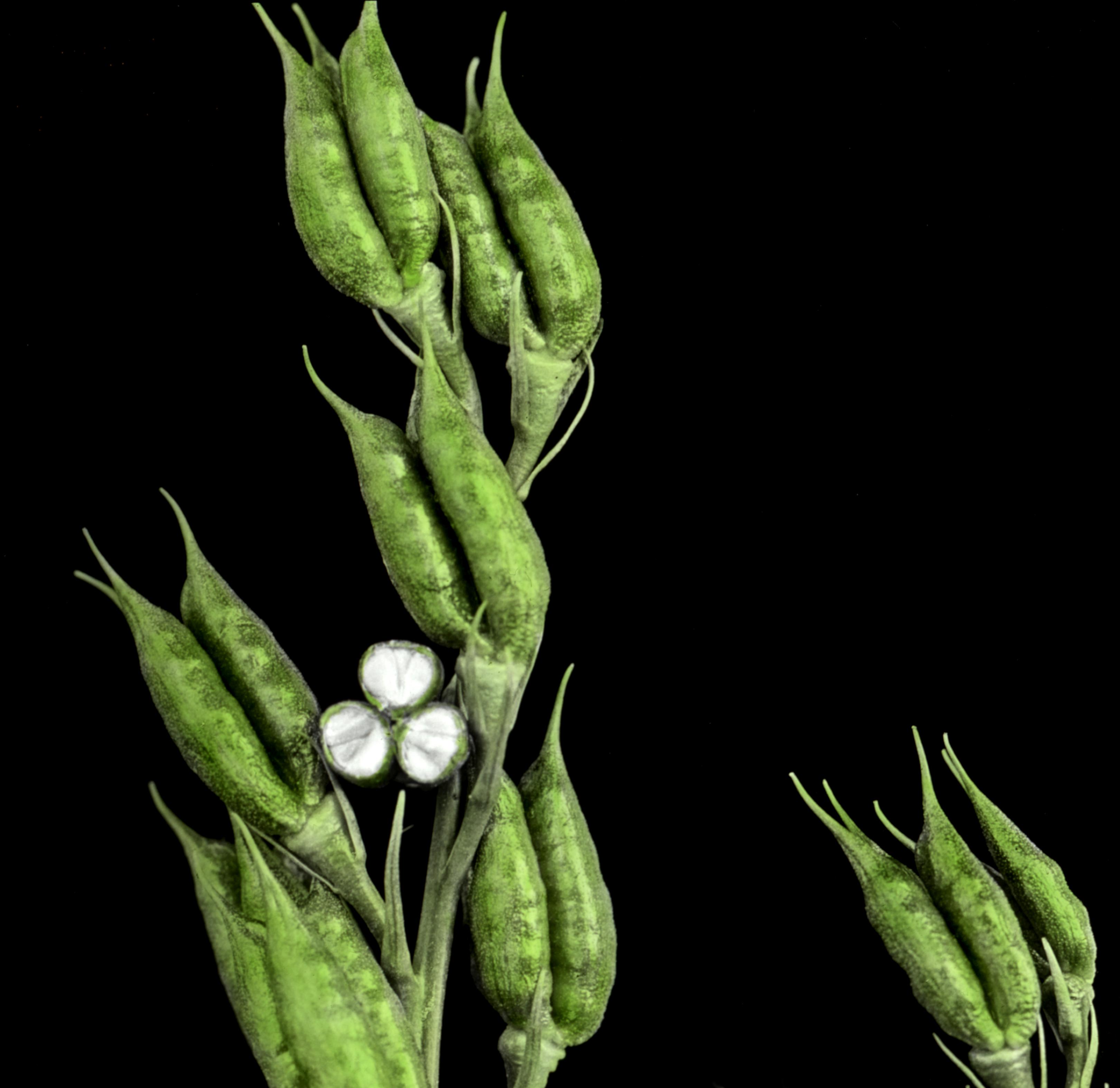 Delphinium fruit identification view