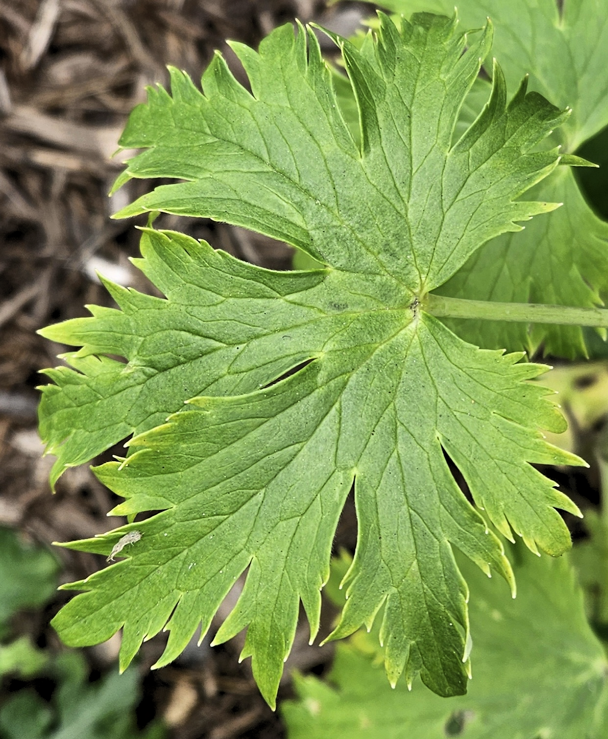 Delphinium leaf identification view