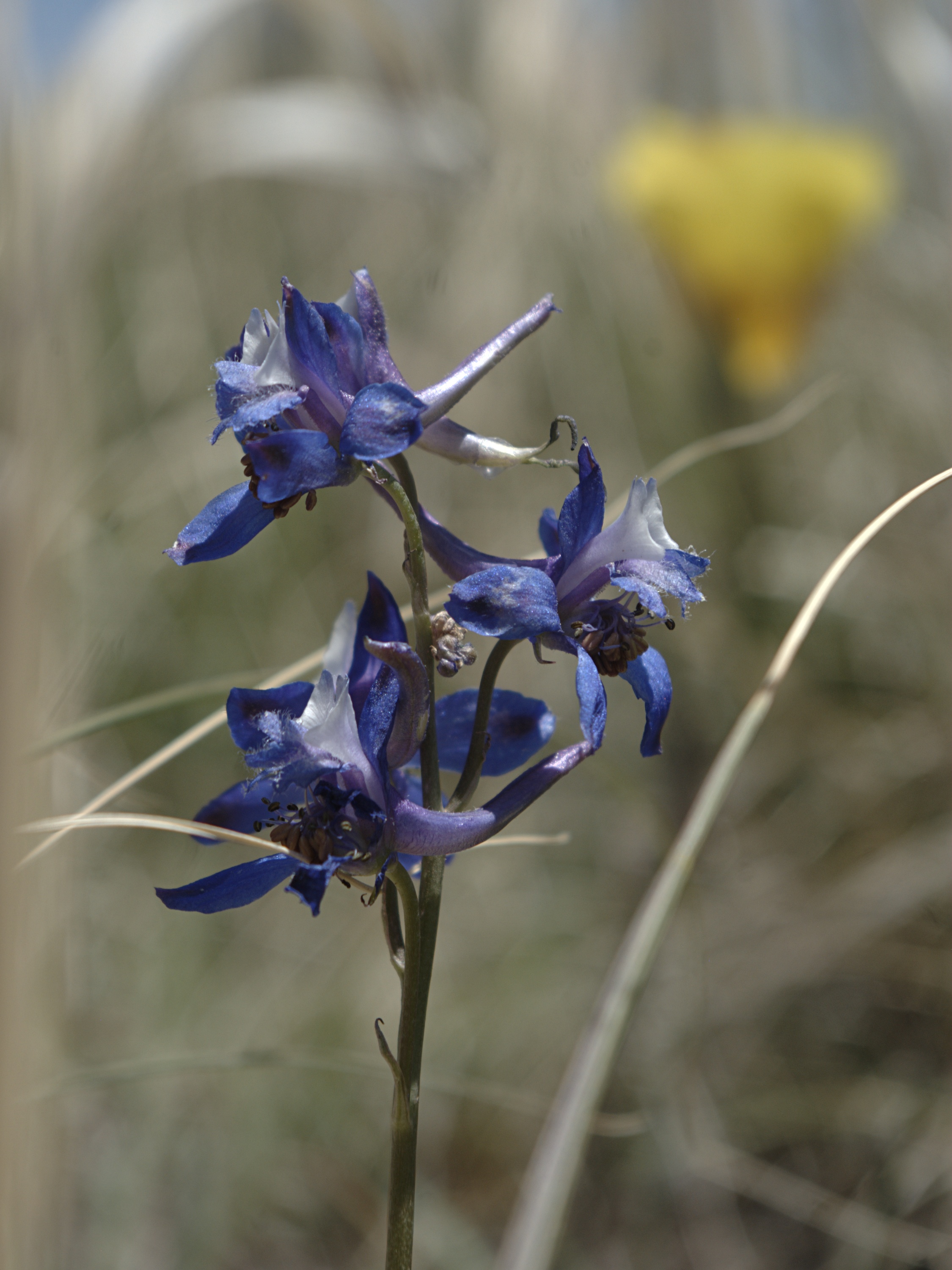 Delphinium stem identification view