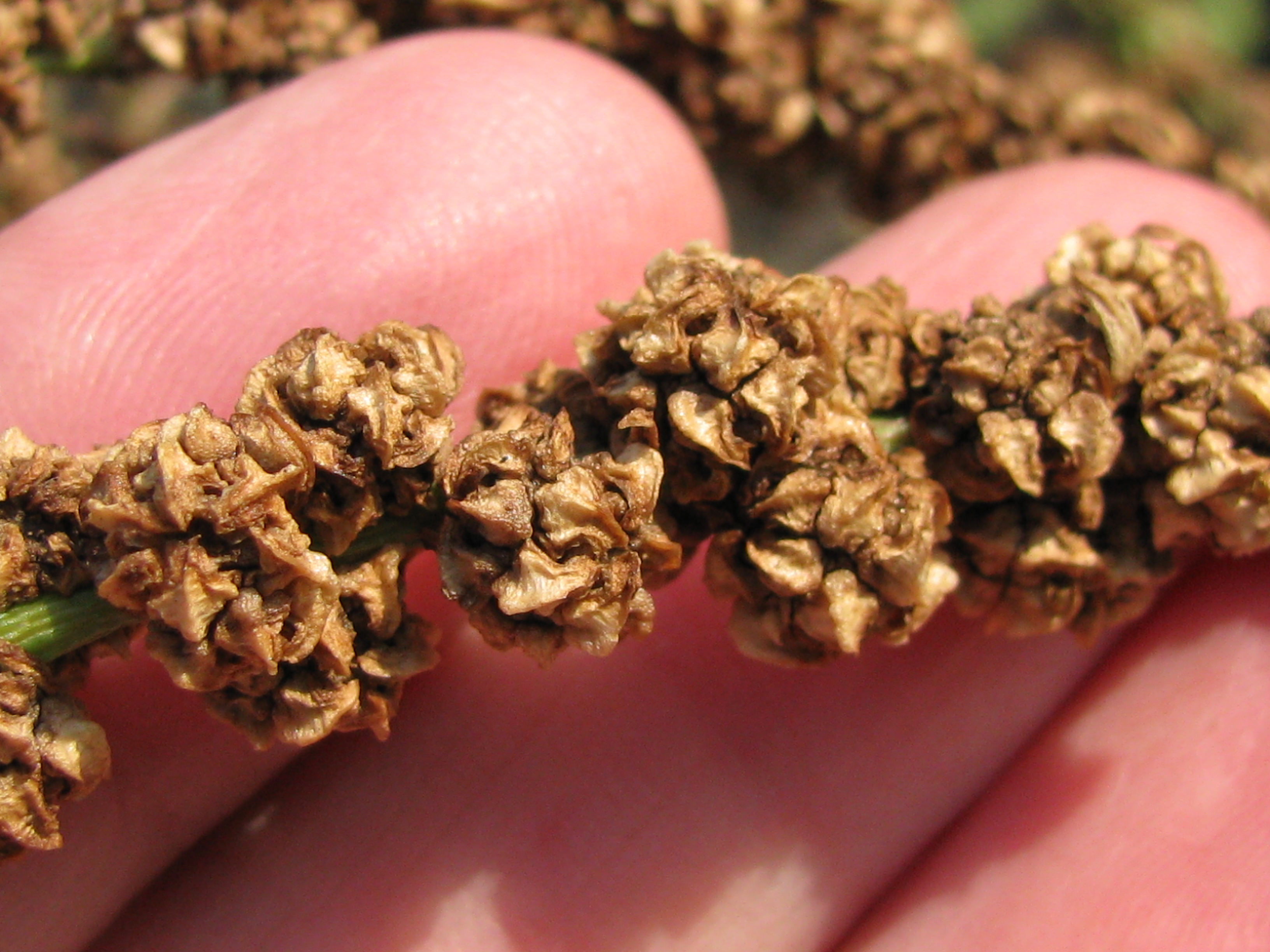 Chioggia Beet fruit identification view