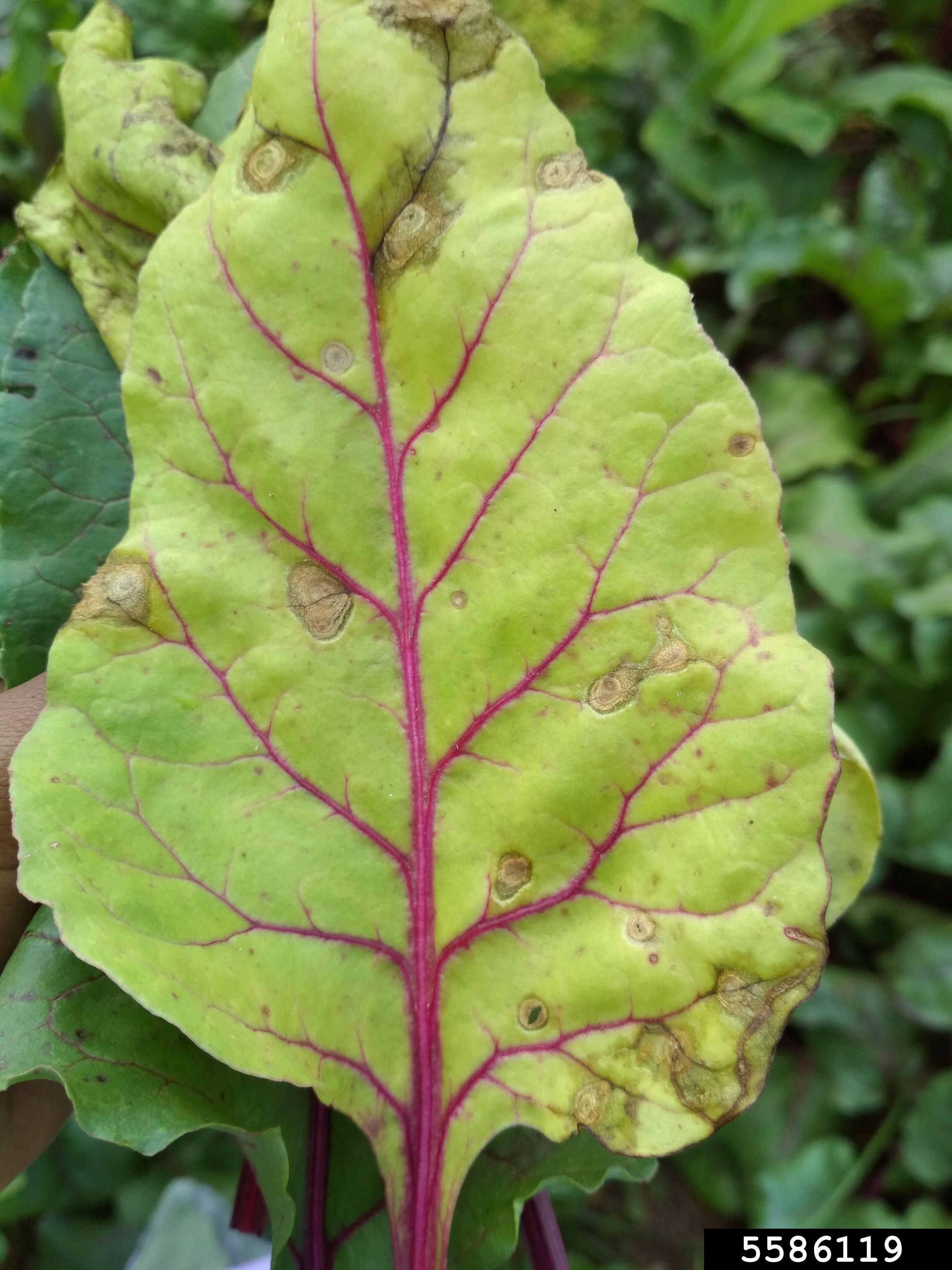 Chioggia Beet leaf identification view