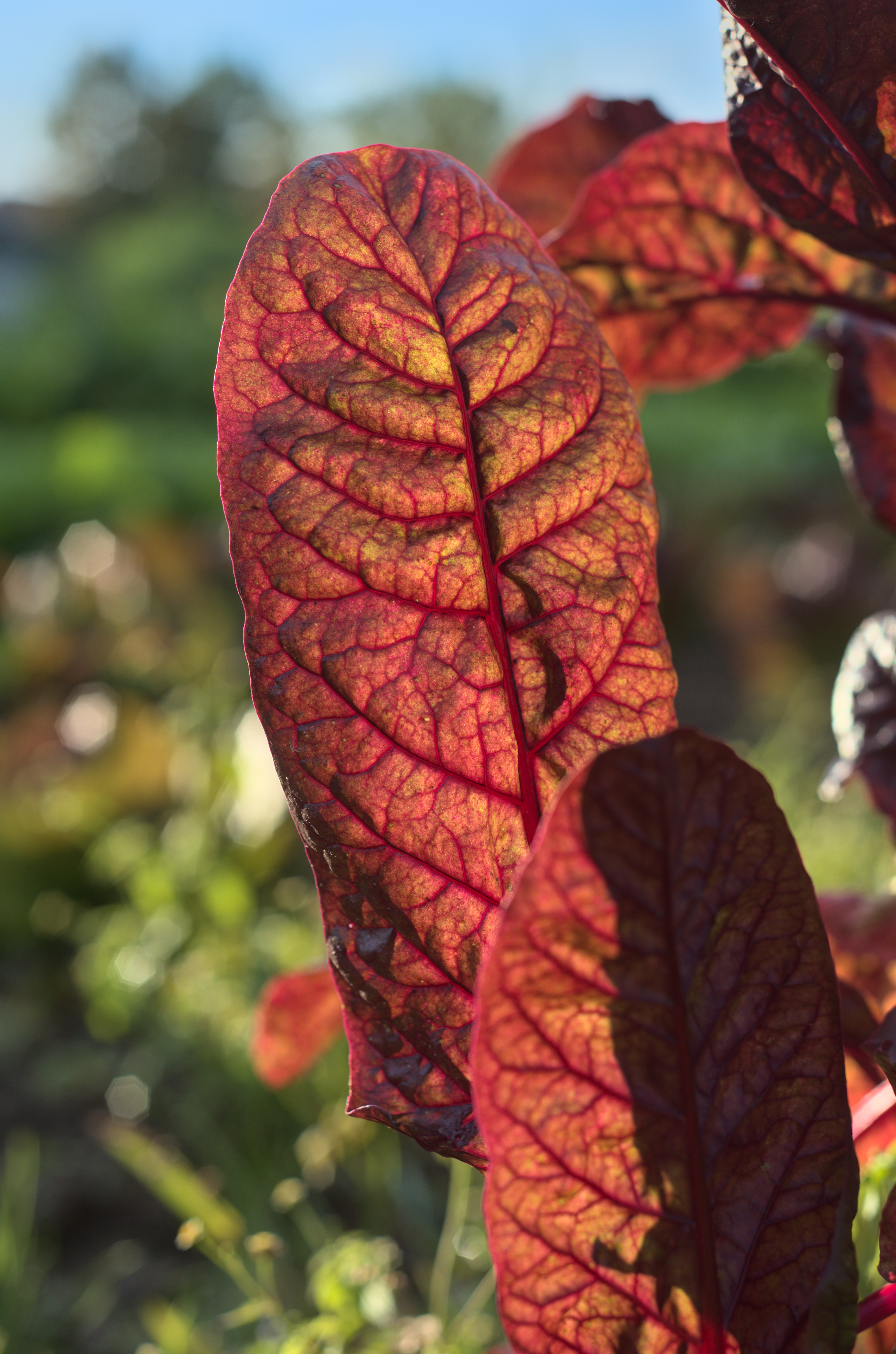 Chioggia Beet plant identification view