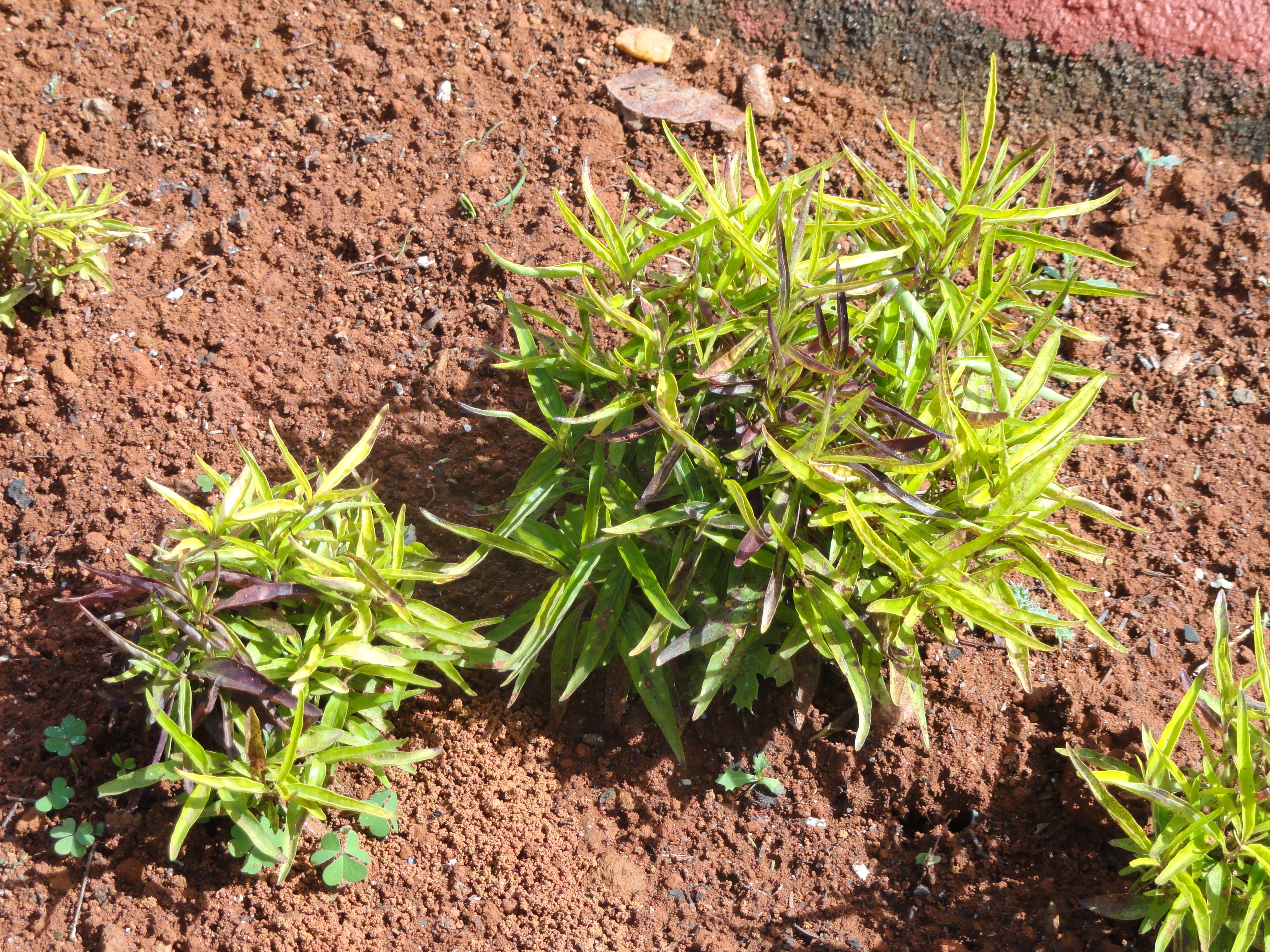 Dianthera pectoralis flower identification view