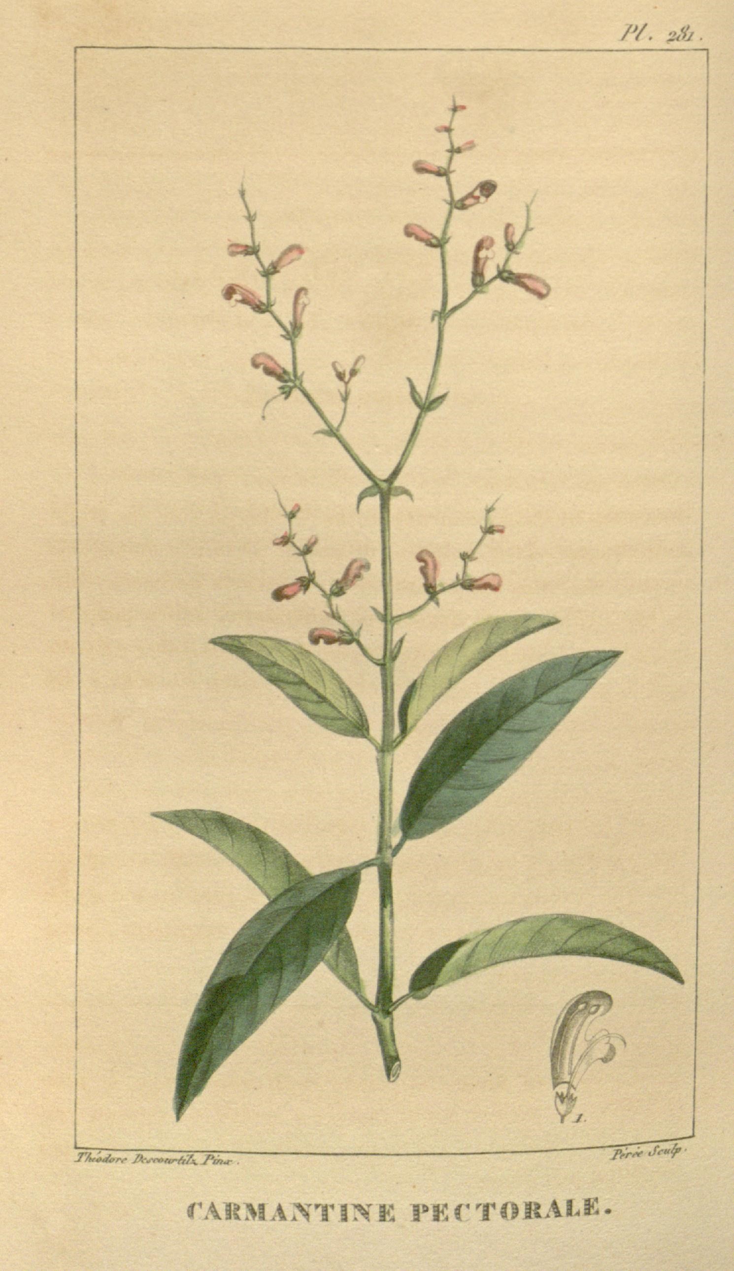 Dianthera pectoralis leaf identification view