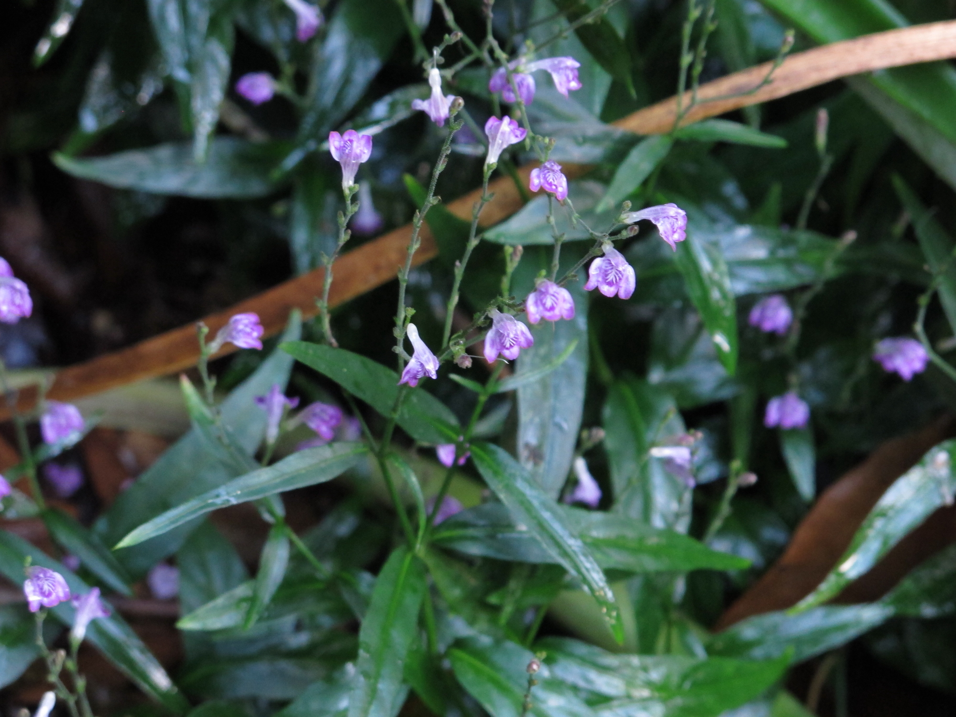 Dianthera pectoralis plant identification view