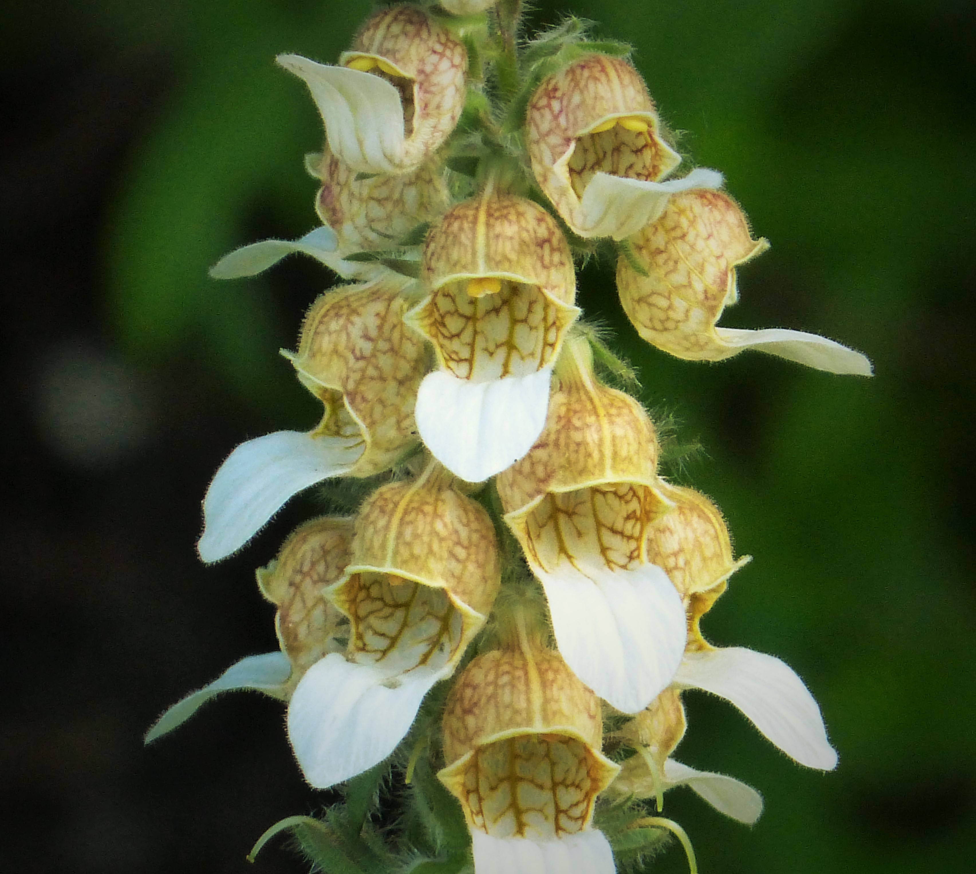 Digitalis or foxglove flower identification view