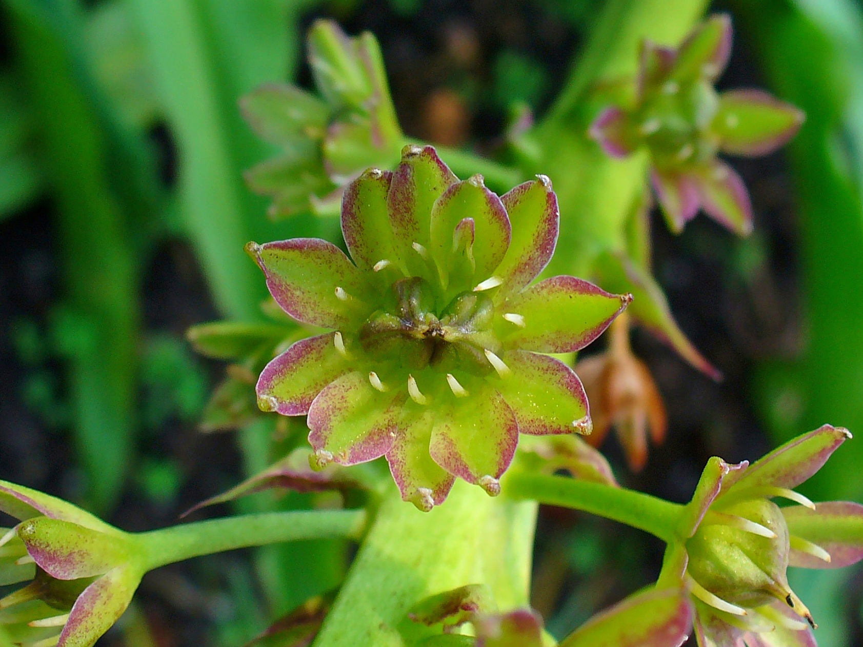 Digitalis or foxglove fruit identification view