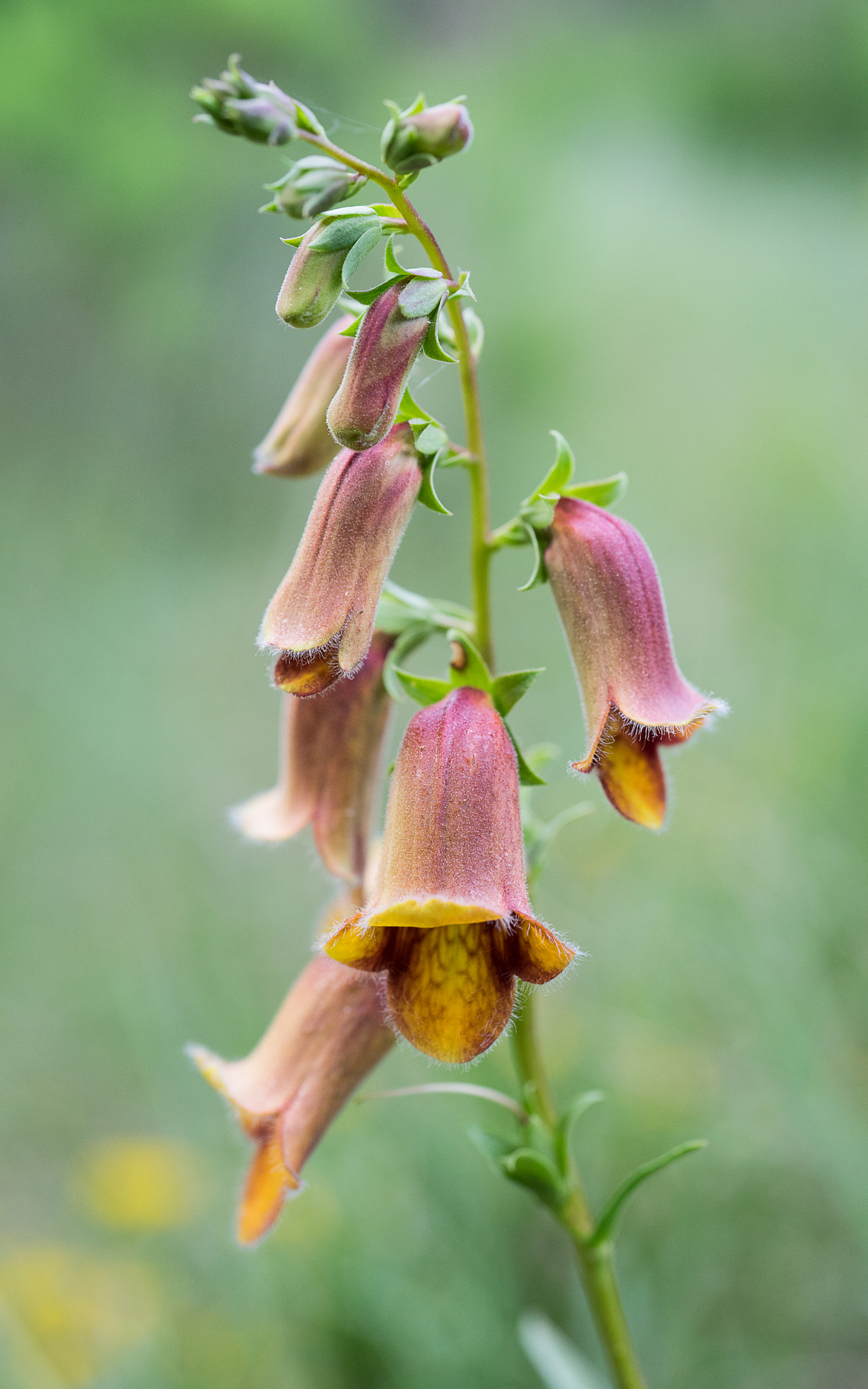 Digitalis or foxglove leaf identification view