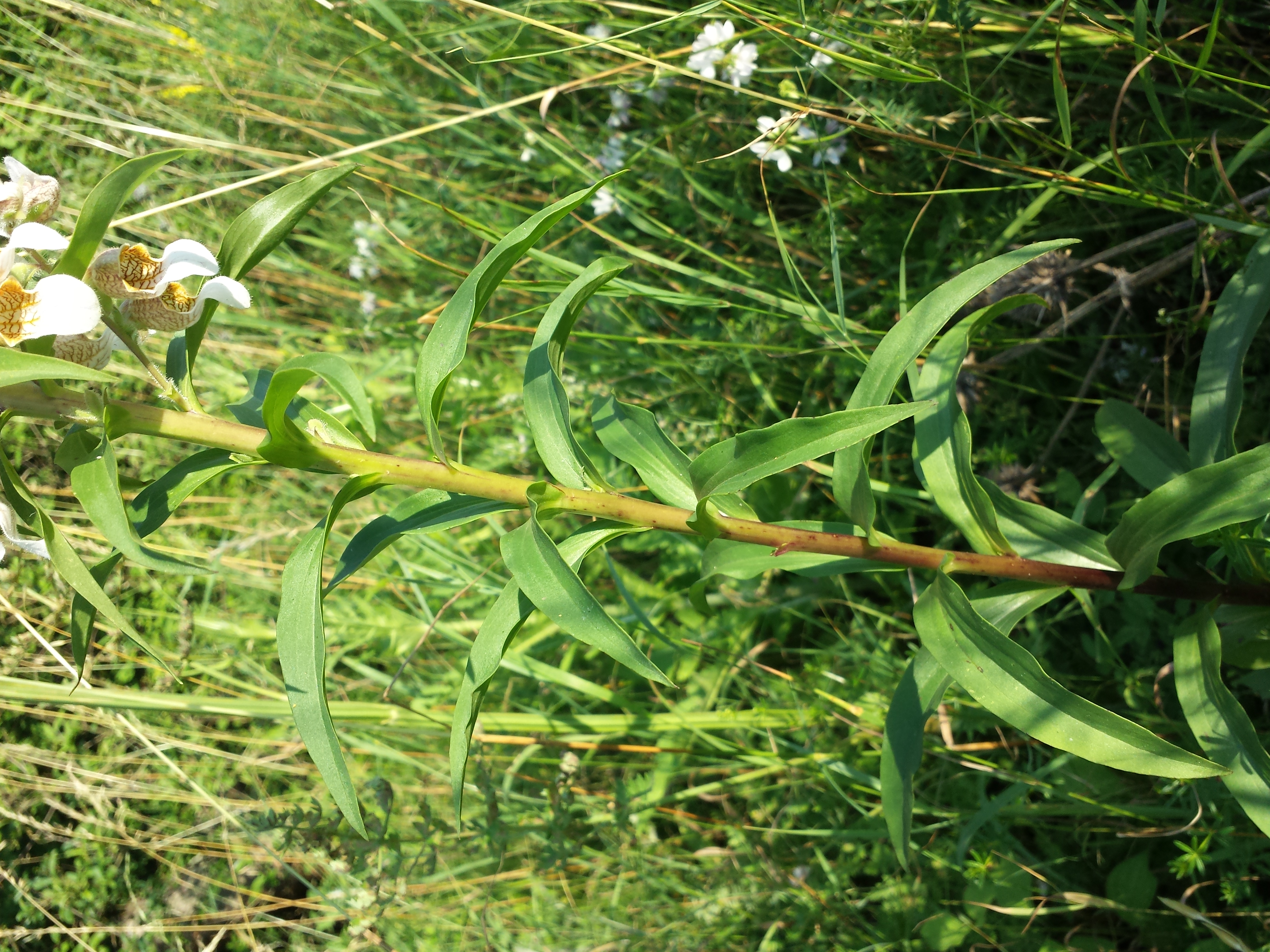 Digitalis or foxglove stem identification view
