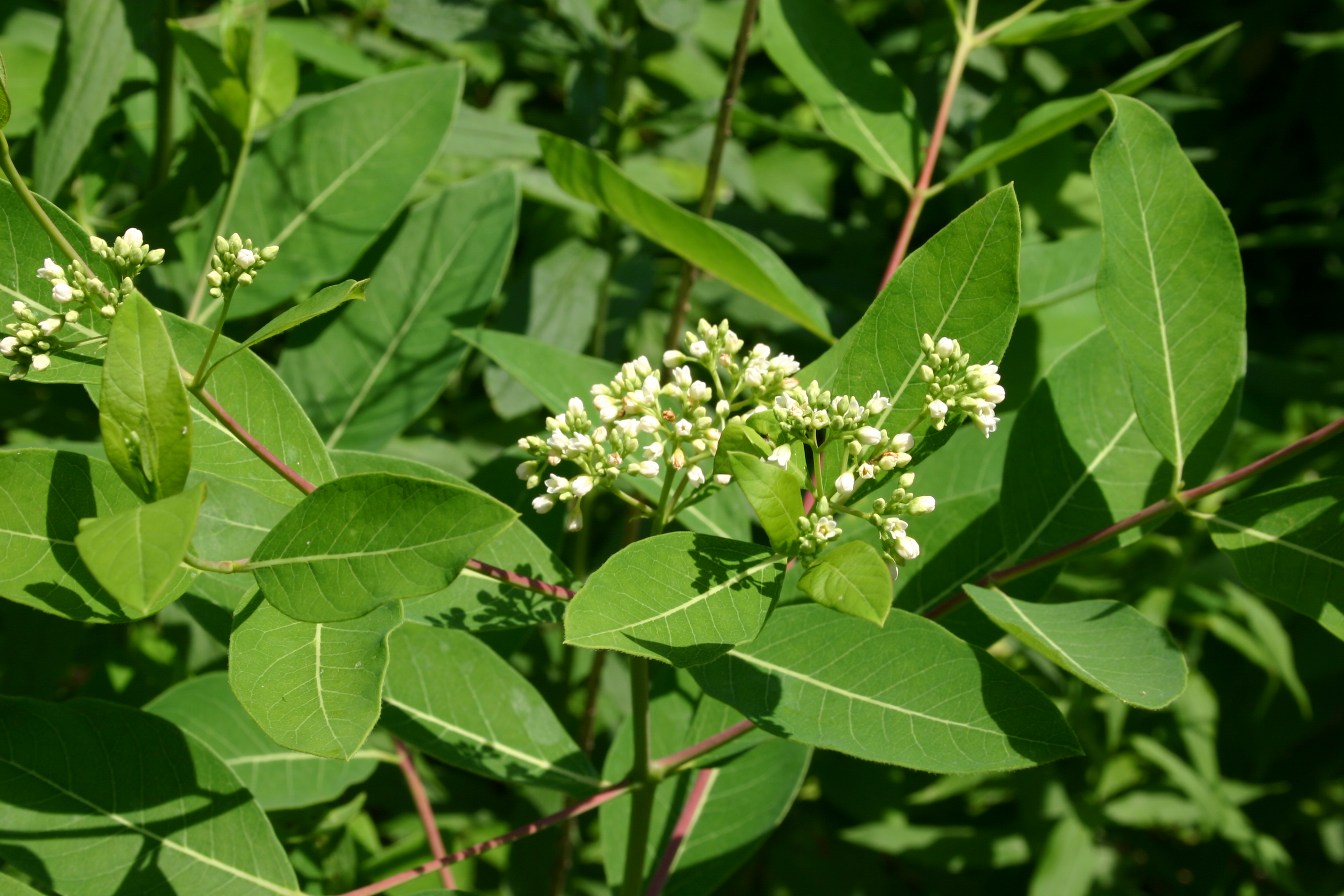 Dogbane flower identification view
