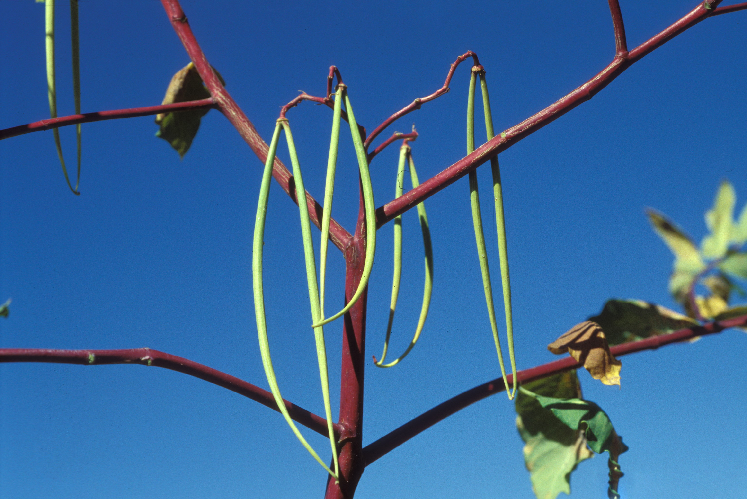 Dogbane fruit identification view