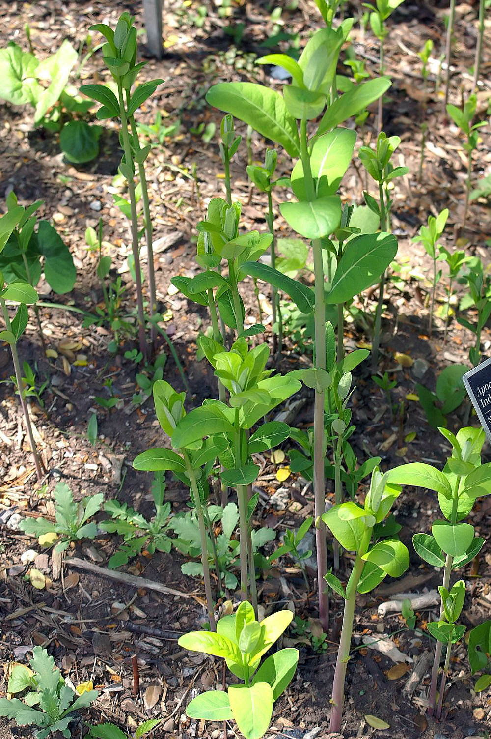 Dogbane leaf identification view