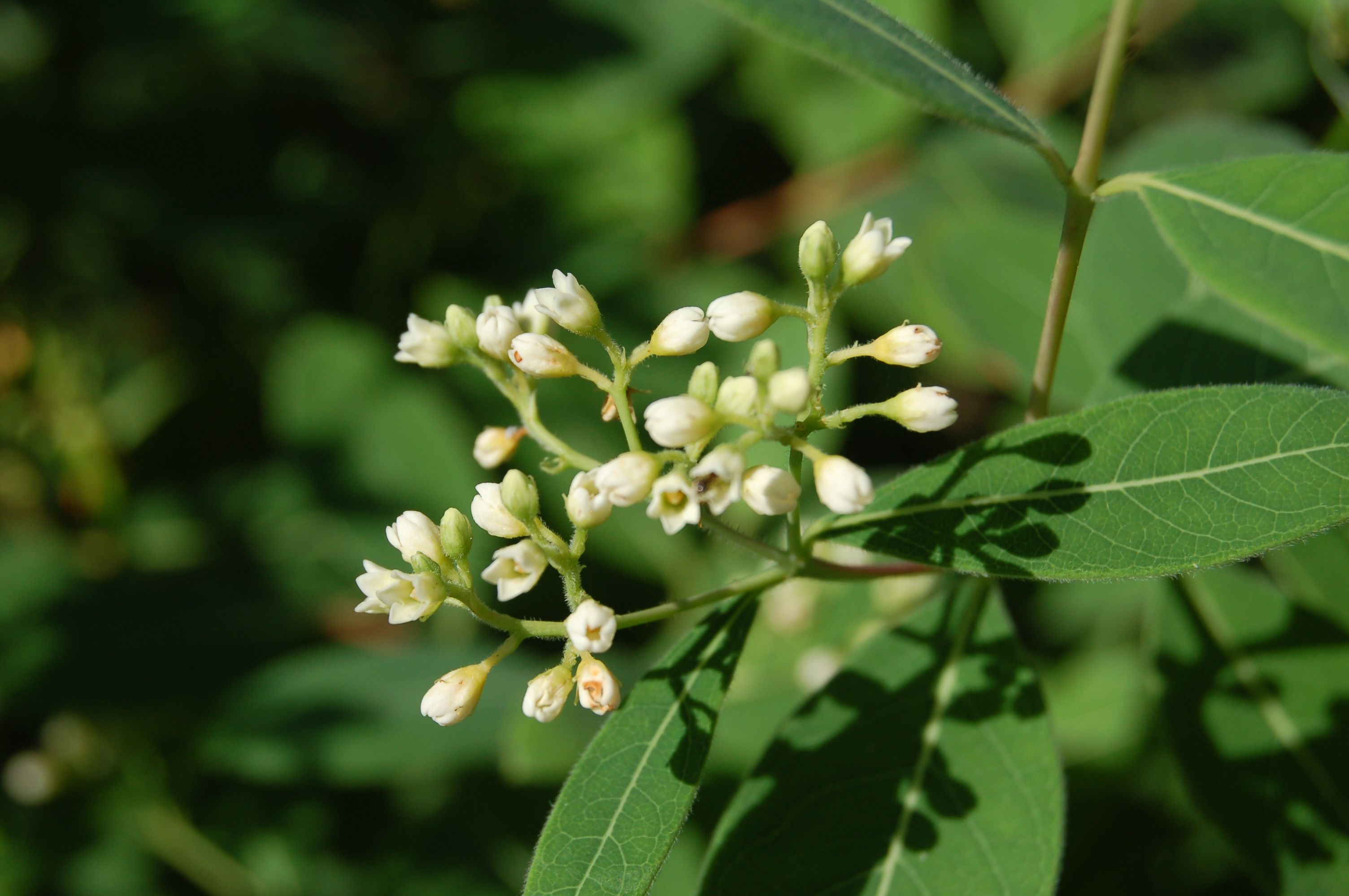 Dogbane plant identification view