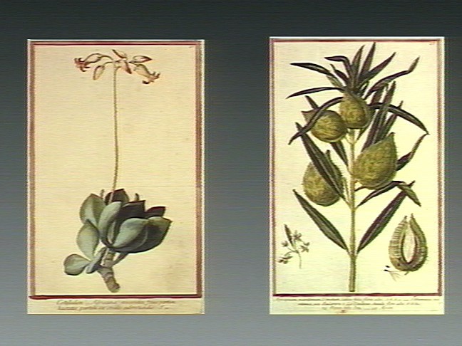 Dogbane stem identification view