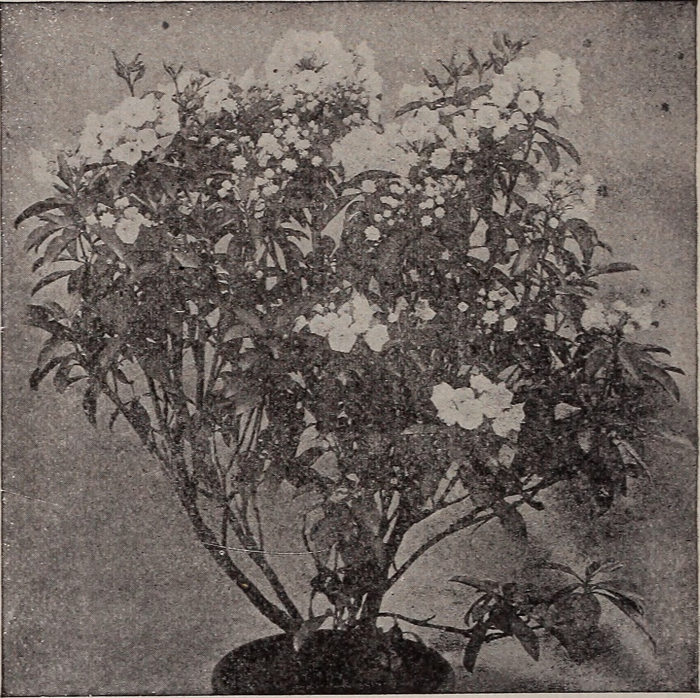 Dong quai flower identification view