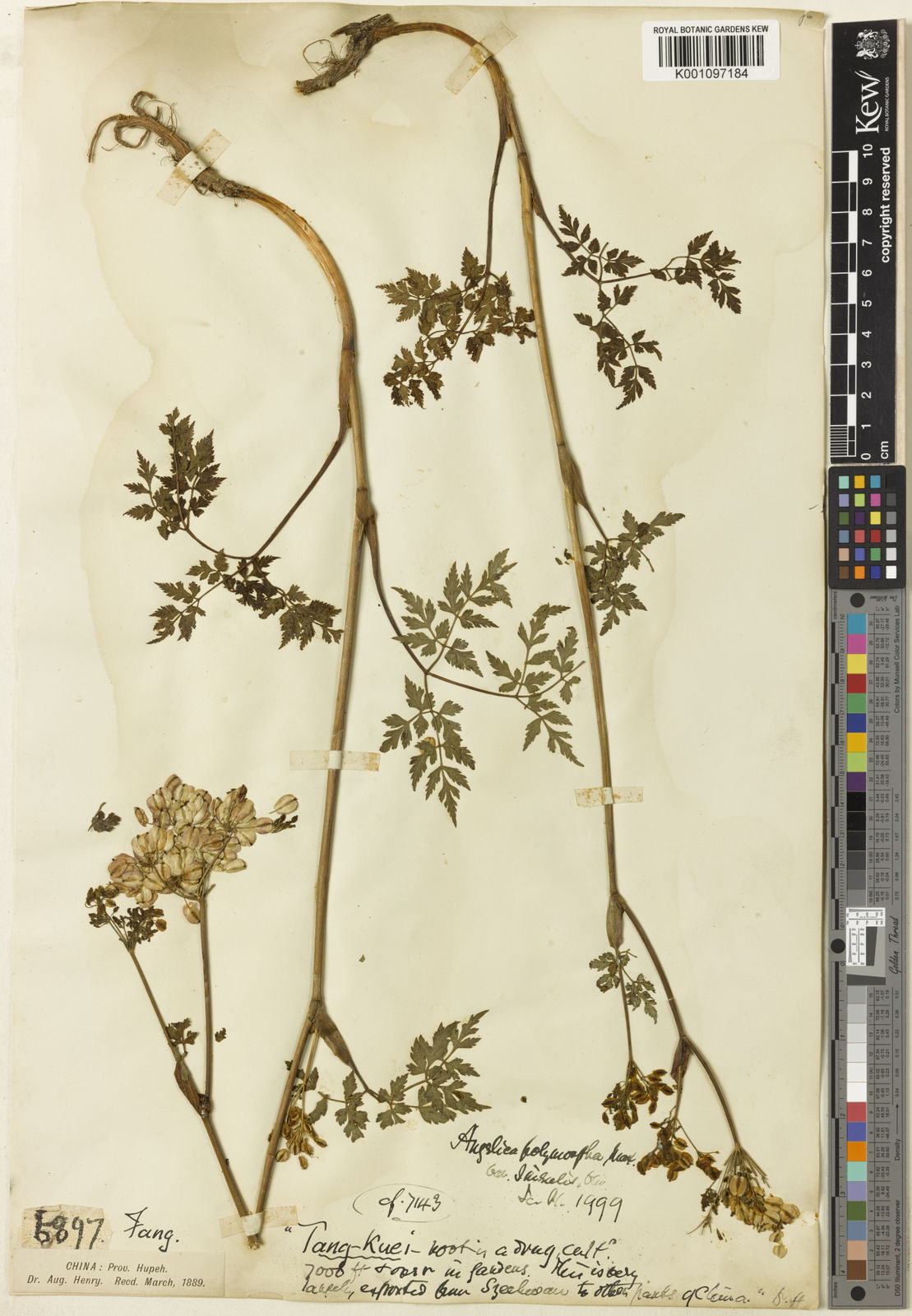 Dong quai leaf identification view