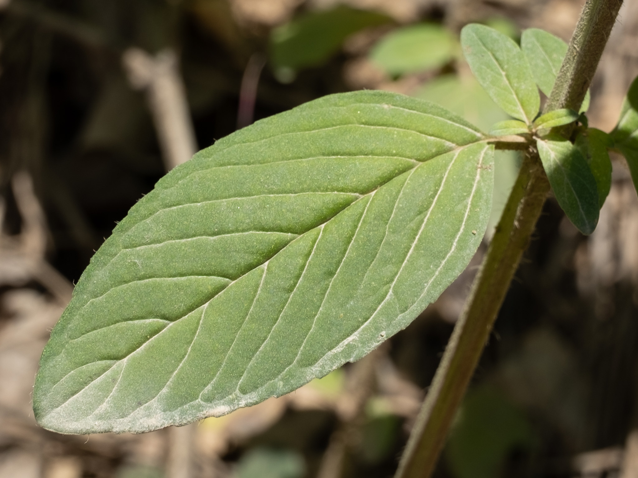downy pagoda plant leaf identification view
