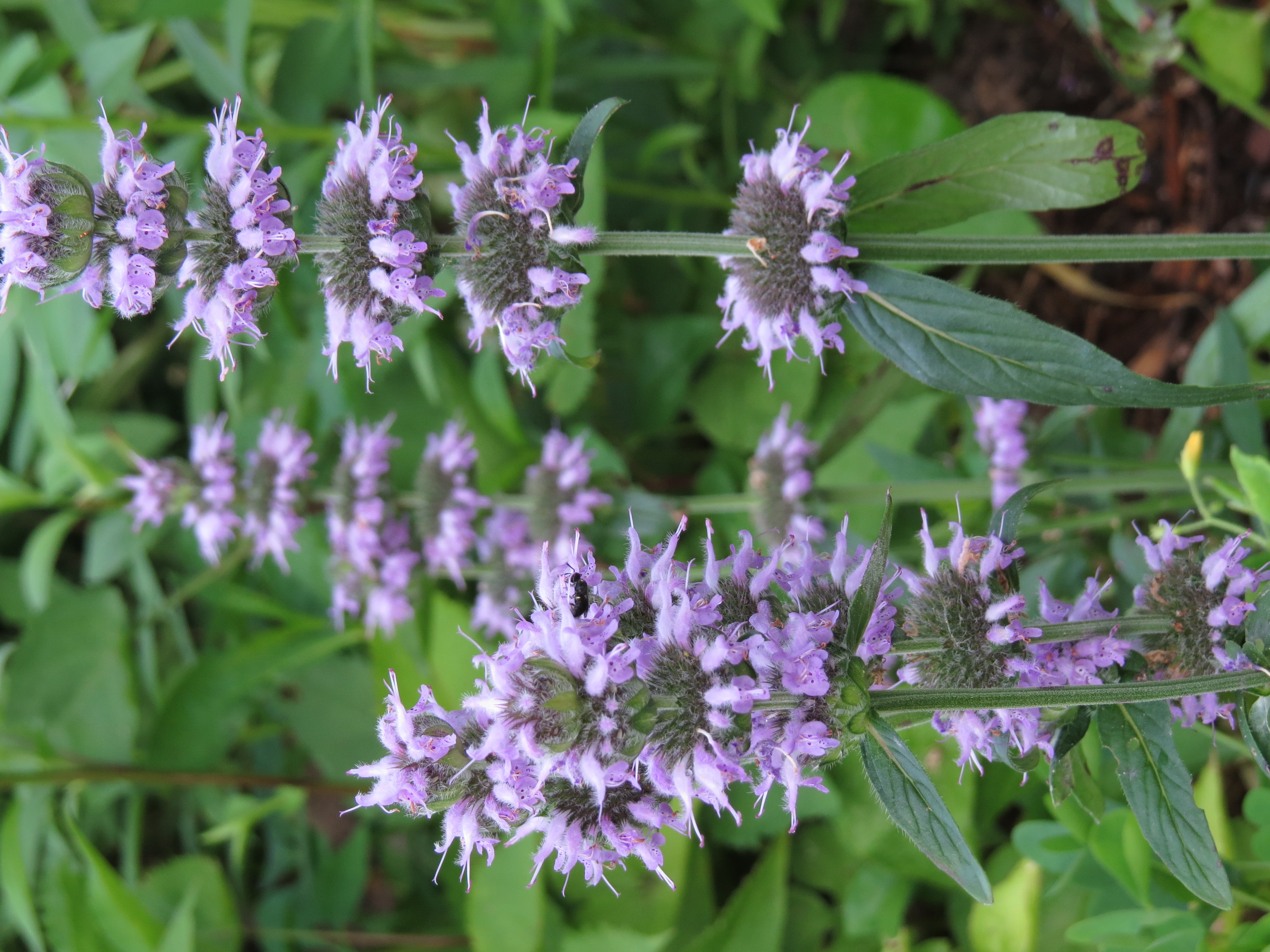 downy pagoda plant plant identification view