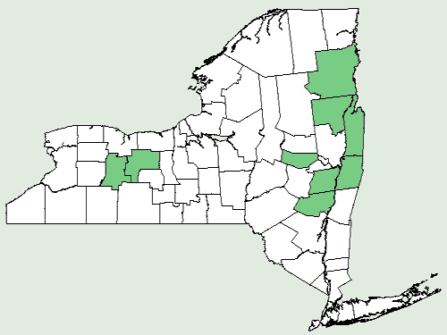 downy pagoda plant stem identification view