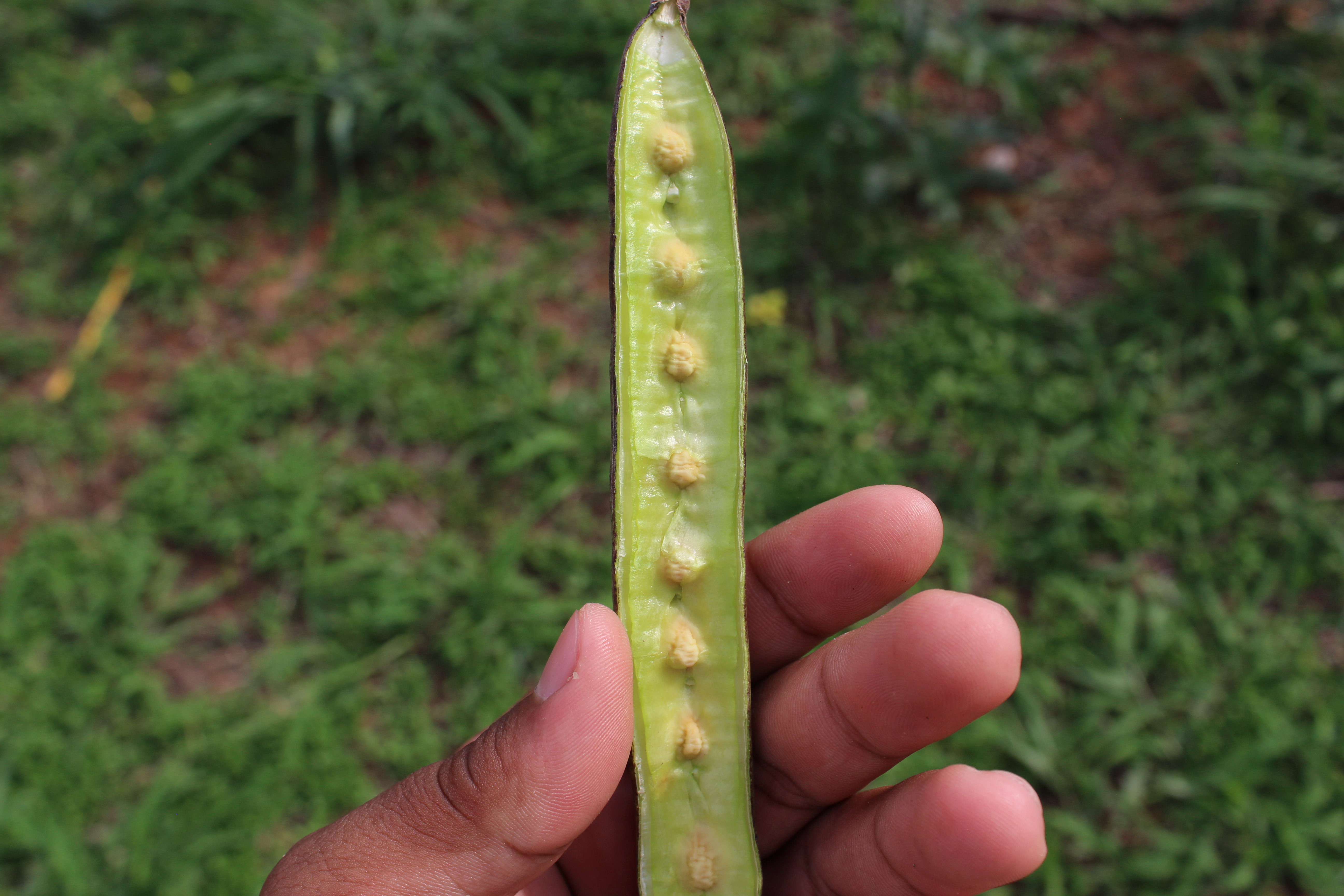 Drumstick tree fruit identification view