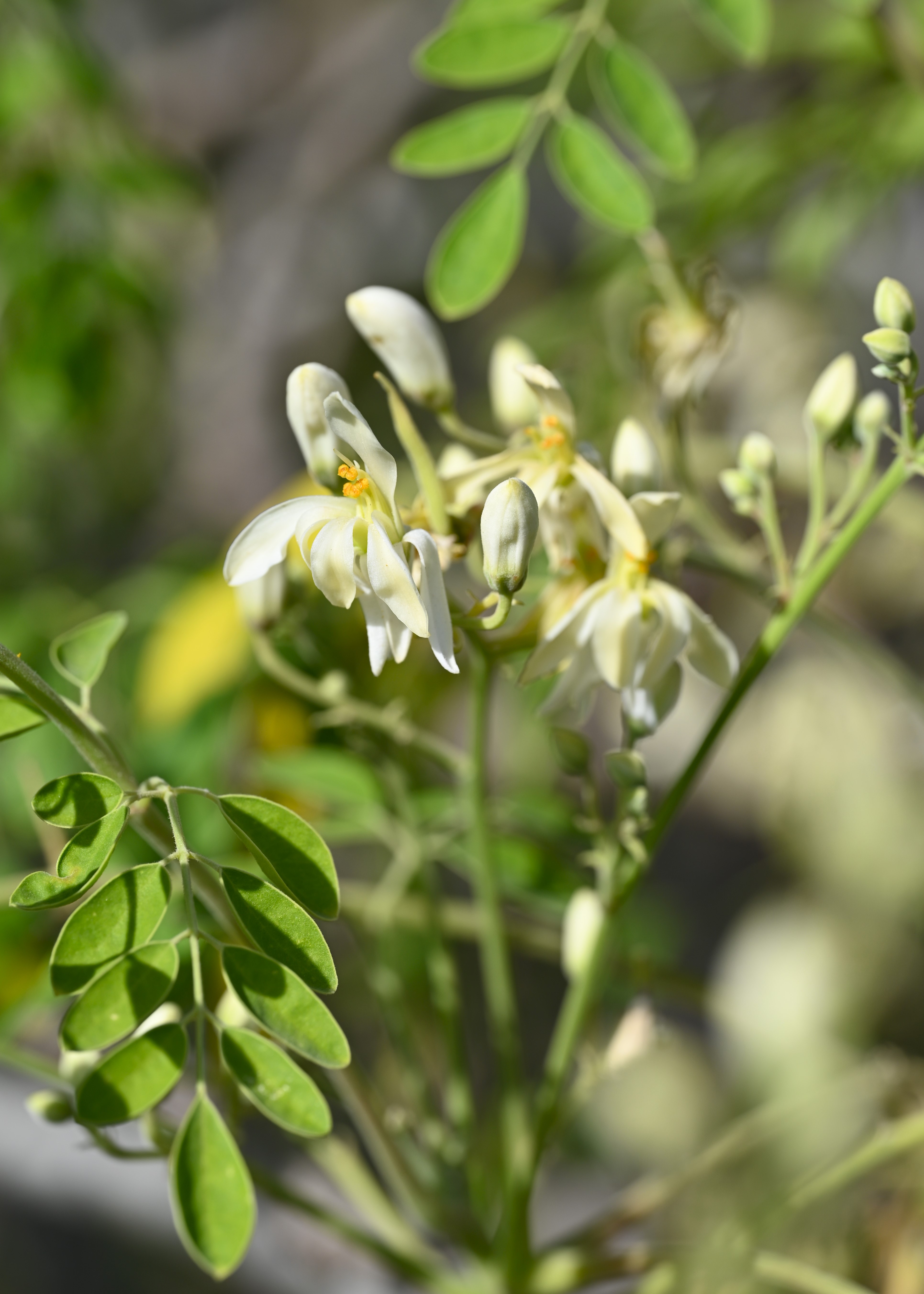 Drumstick tree plant identification view