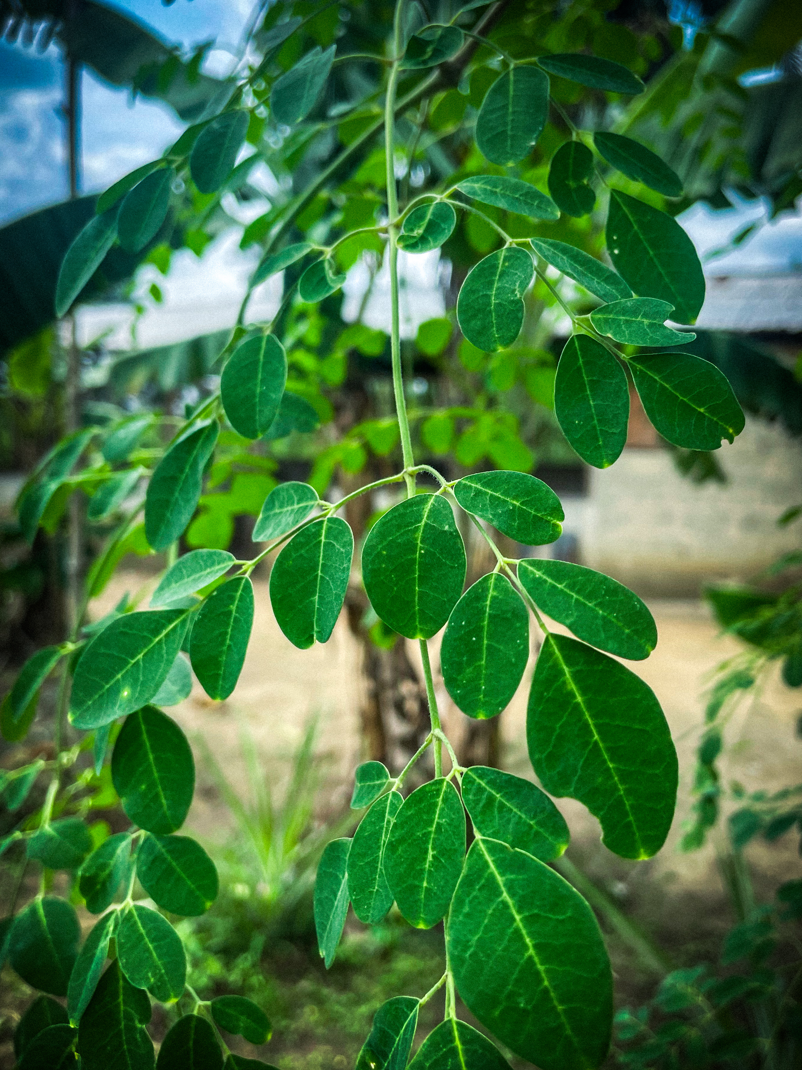 Drumstick tree stem identification view