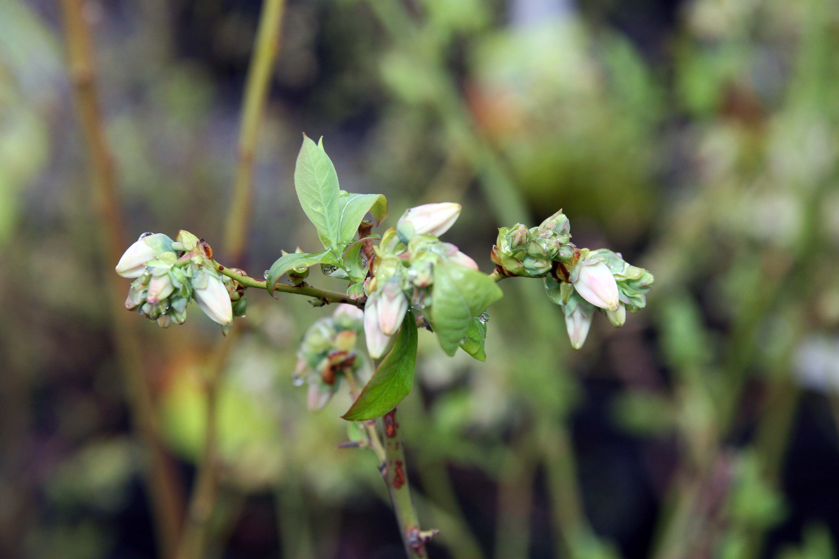 Duke Northern Highbush Blueberry flower identification view
