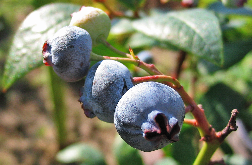 Duke Northern Highbush Blueberry fruit identification view