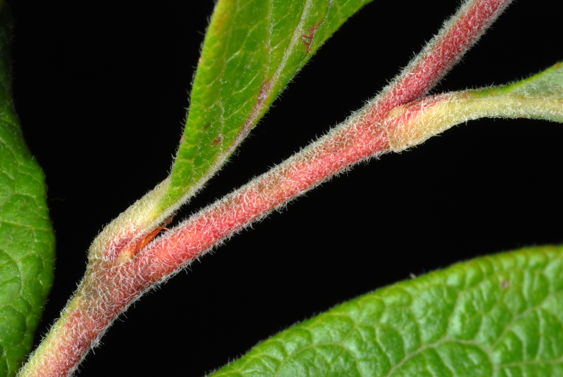 Duke Northern Highbush Blueberry stem identification view