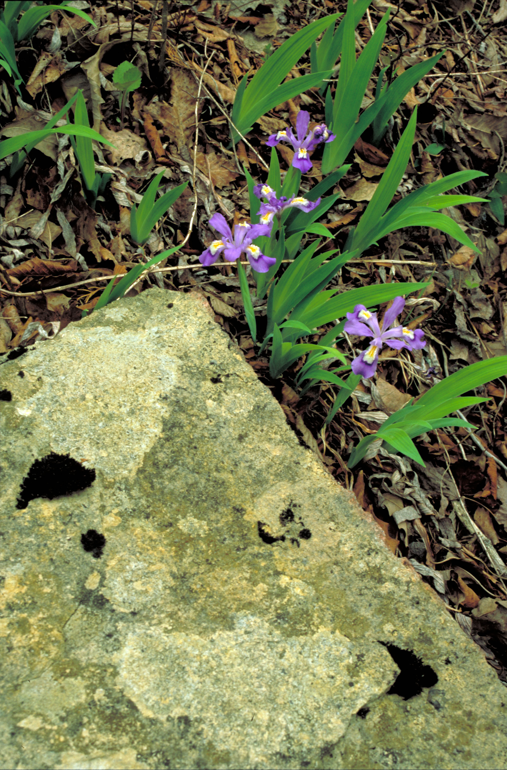 dwarf crested iris flower identification view