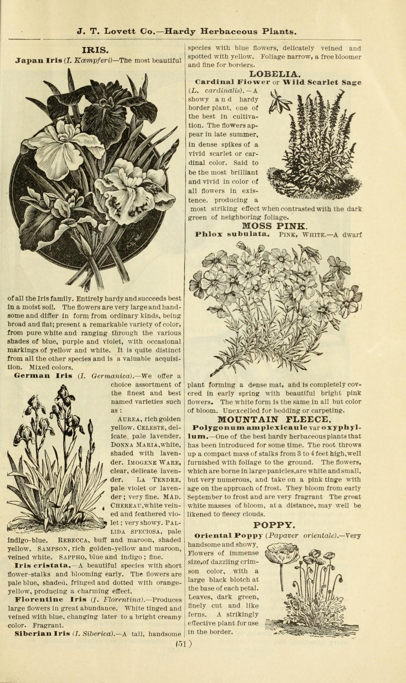 dwarf crested iris fruit identification view