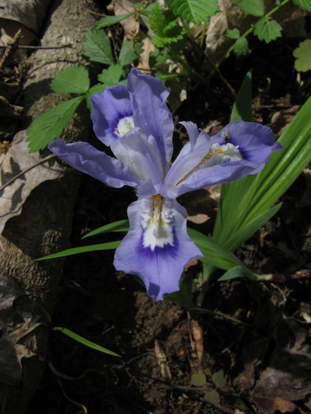 dwarf crested iris leaf identification view