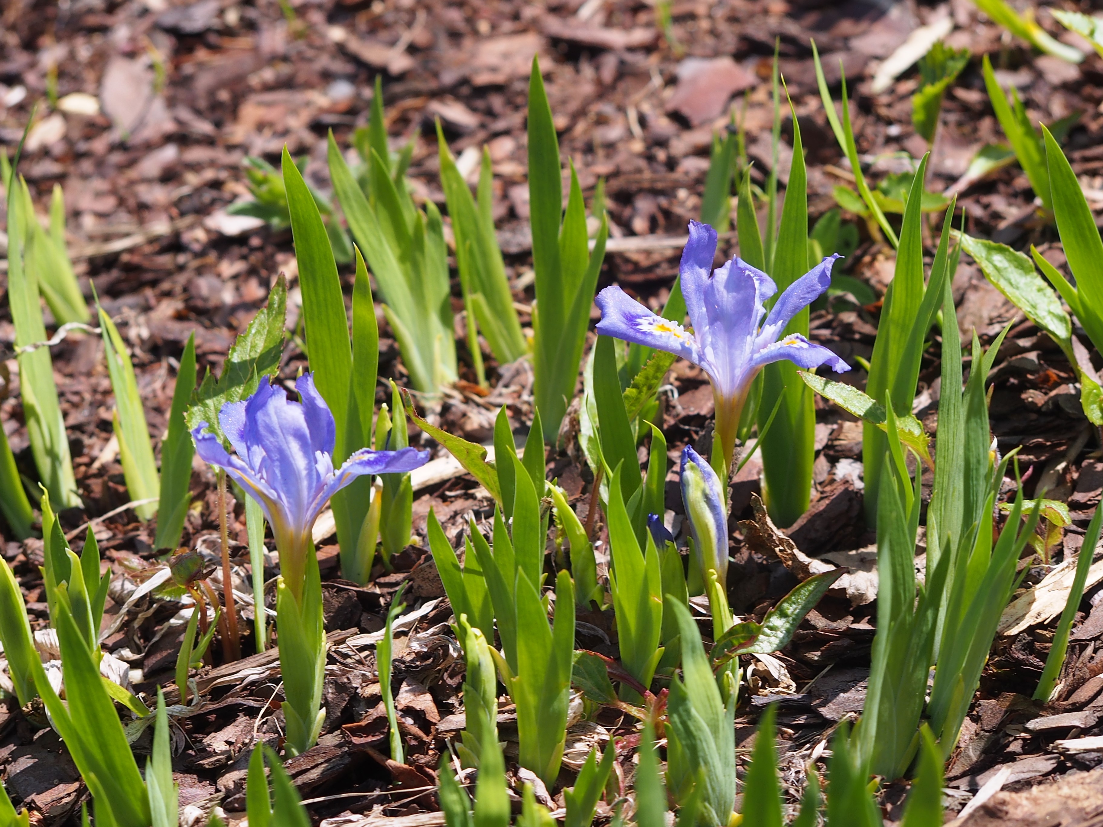 dwarf crested iris plant identification view