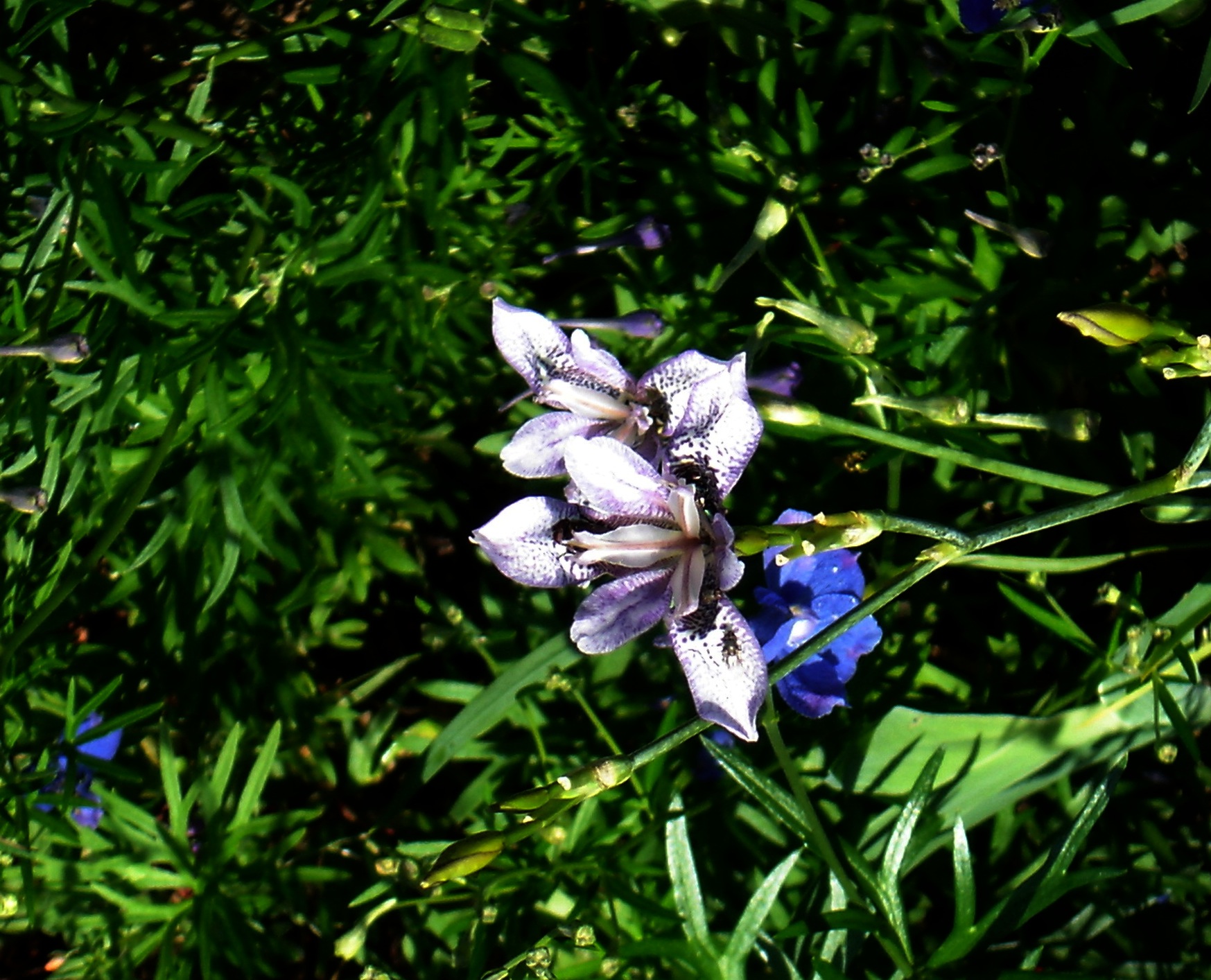 dwarf crested iris stem identification view