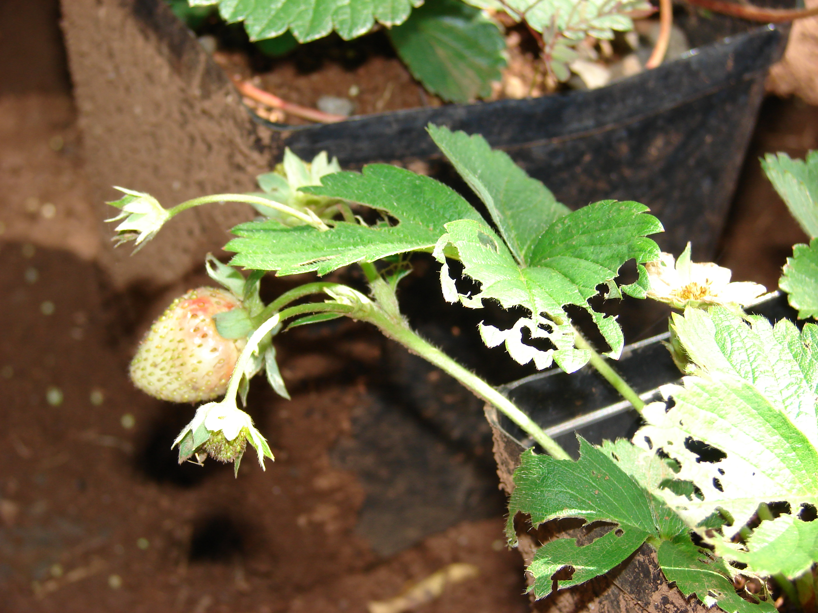 Albion Strawberry fruit identification view